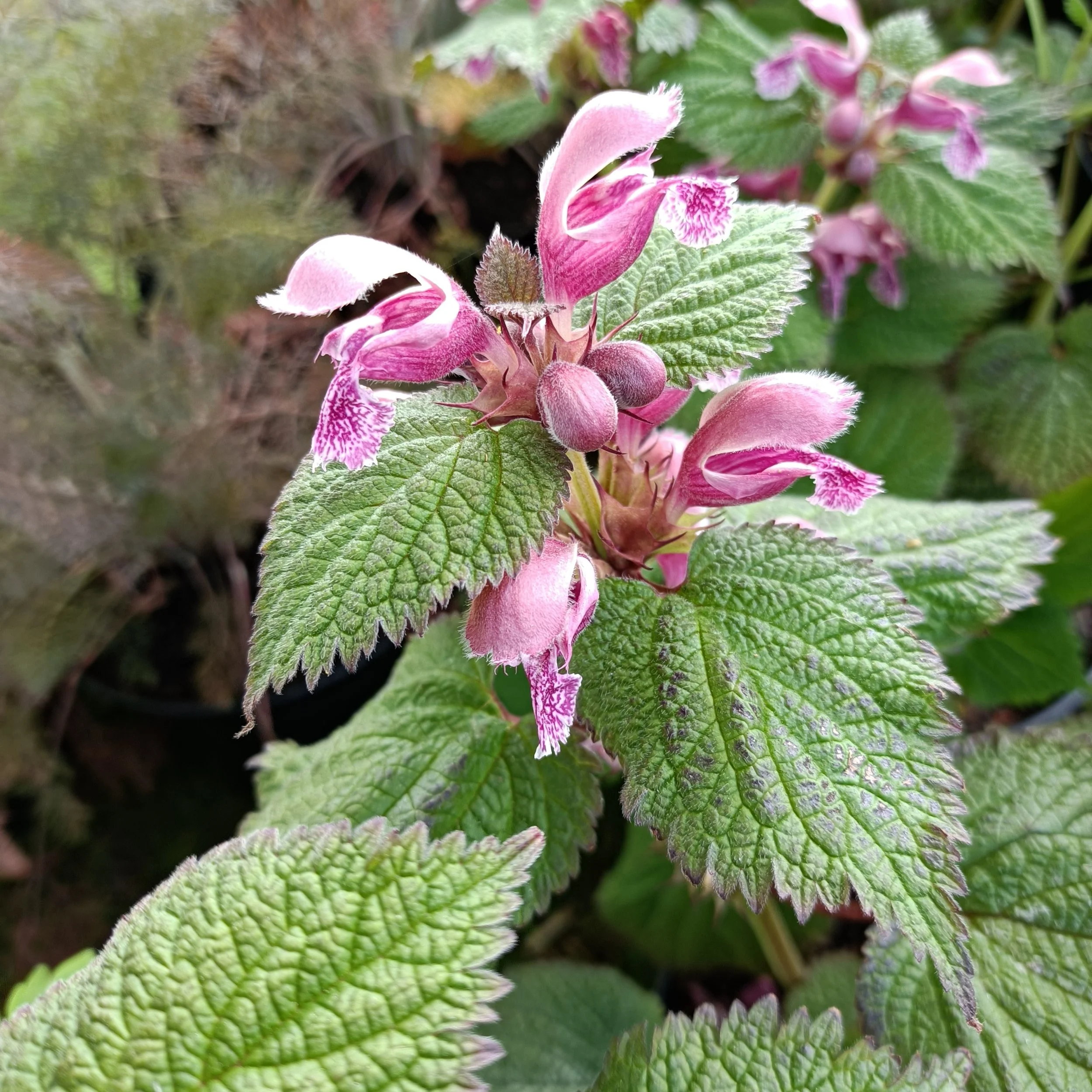 Lamium 'Orvala' - 3Ltr Pots