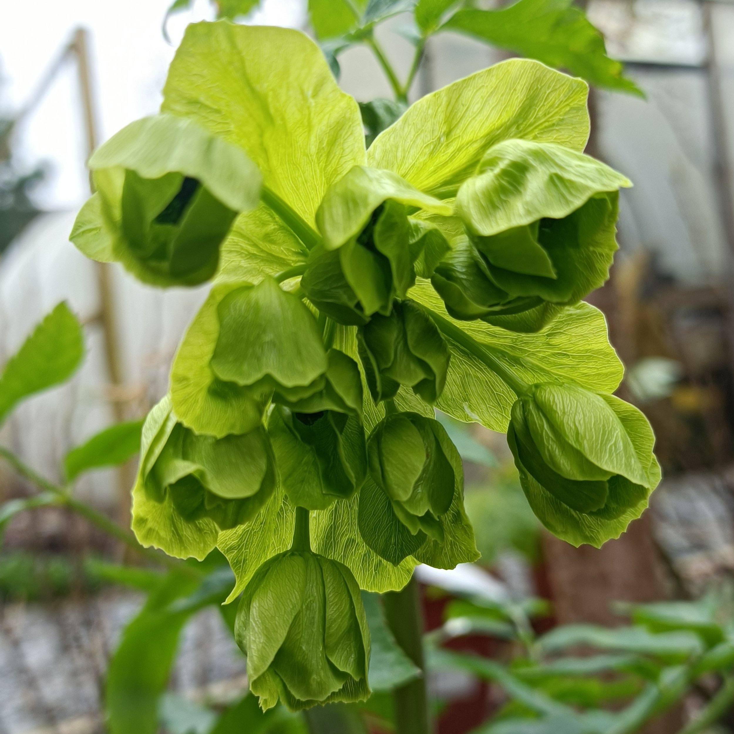 Mathiasella bupleuroides. 'Green Dream'