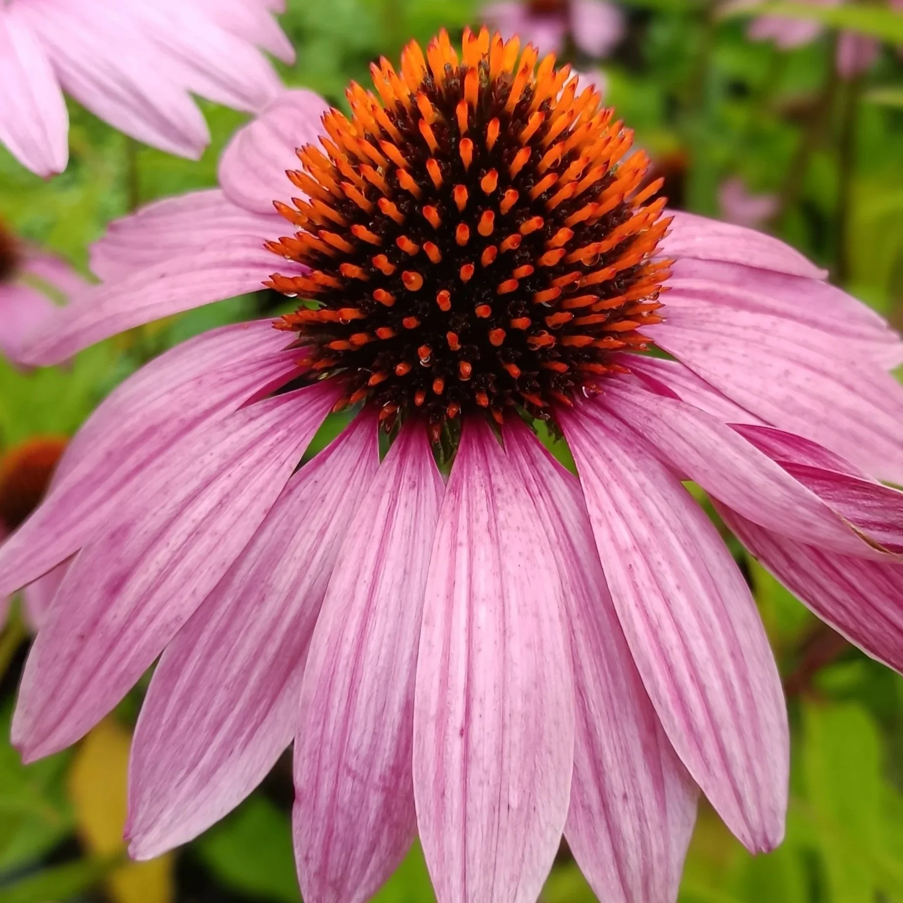 Echinacea purp. 'Magnus' - 3Ltr Pots