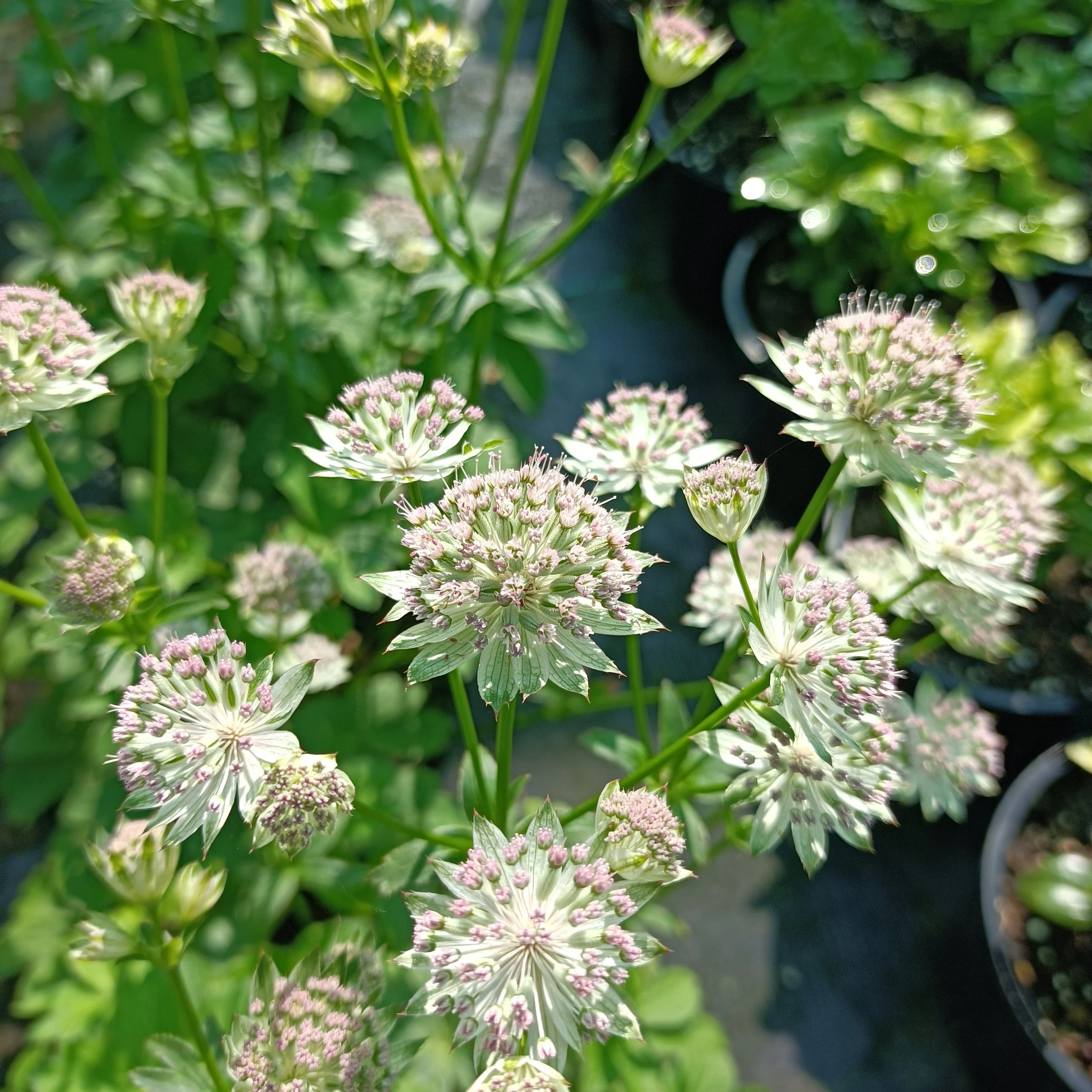 Astrantia major 'Buckland' - 2Ltr Pots