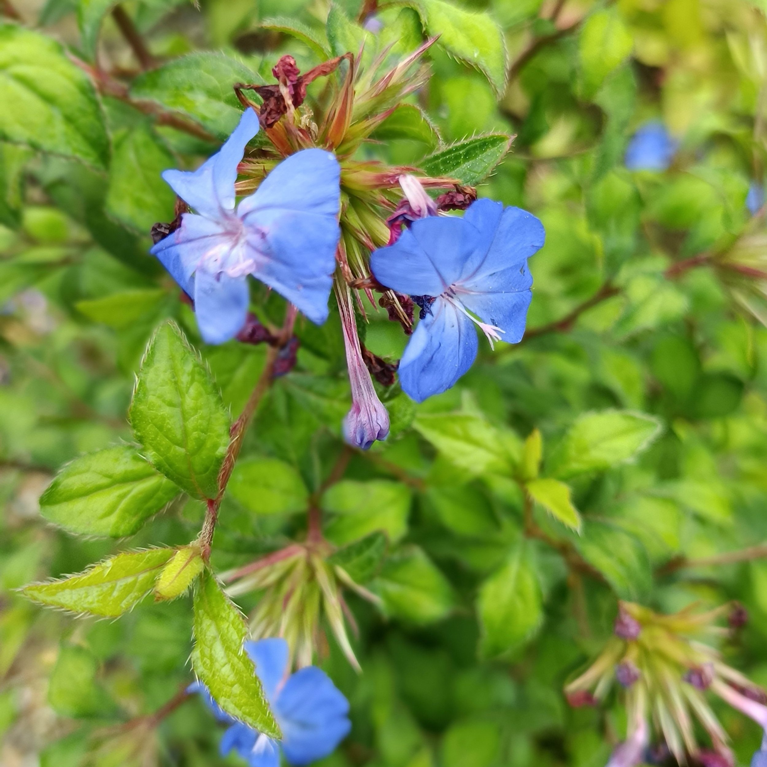 Ceratostigma will. 'Forest Blue'