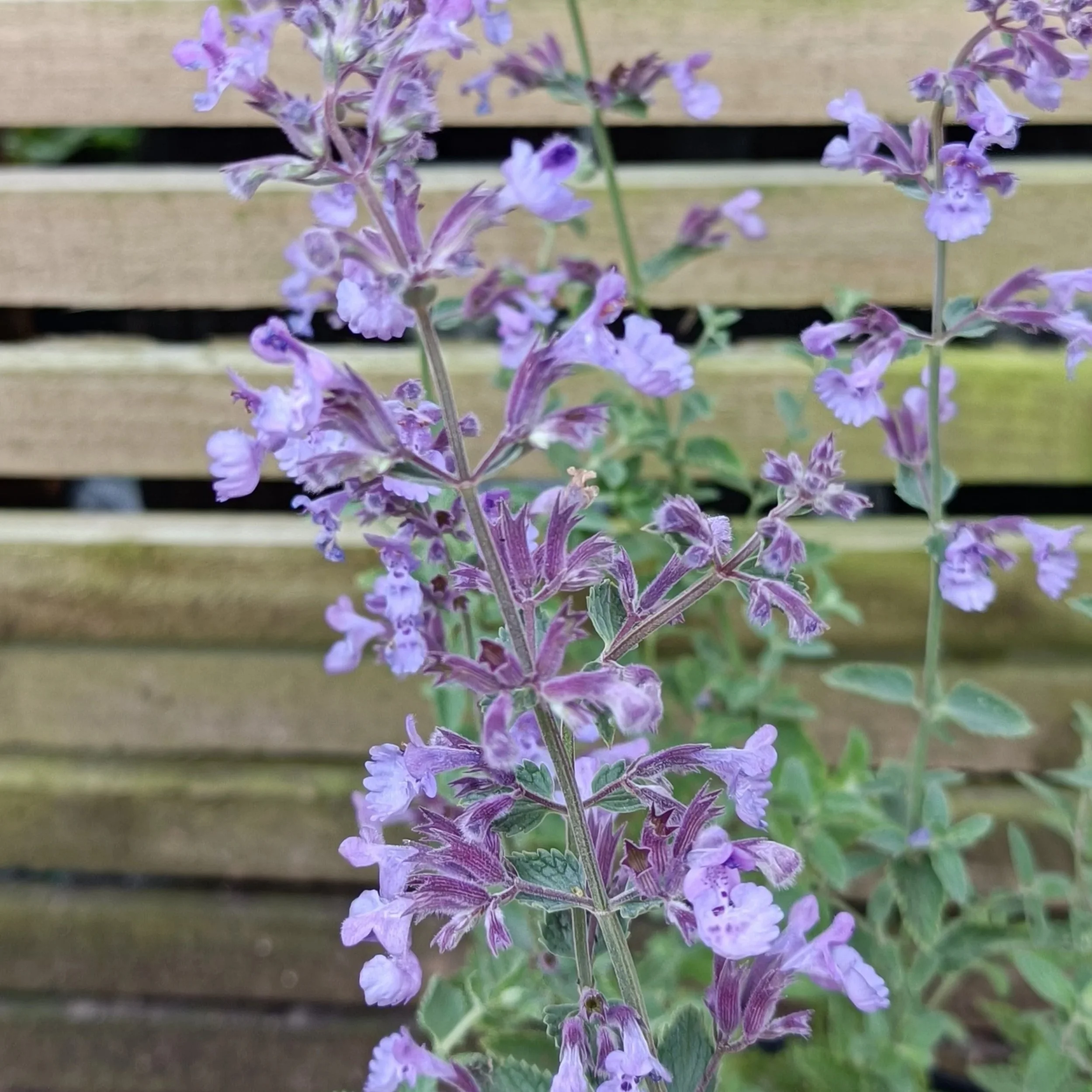 Nepeta Walkers Low - 3Ltr Pots