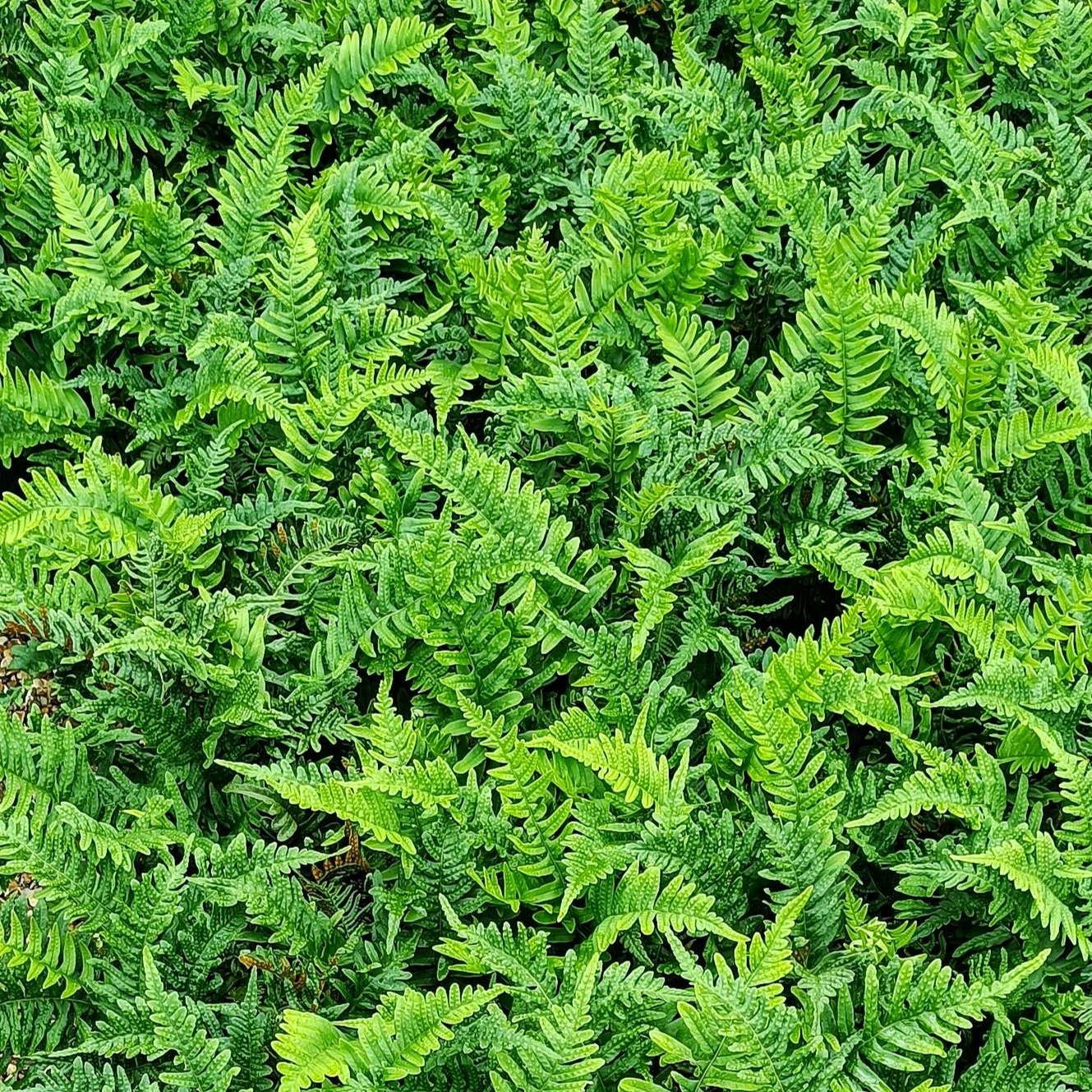 Polypodium vulgare fern