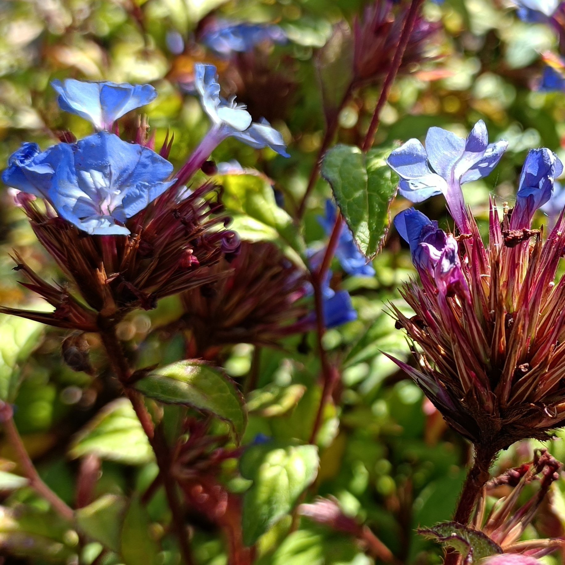 Ceratostigma willmottianum