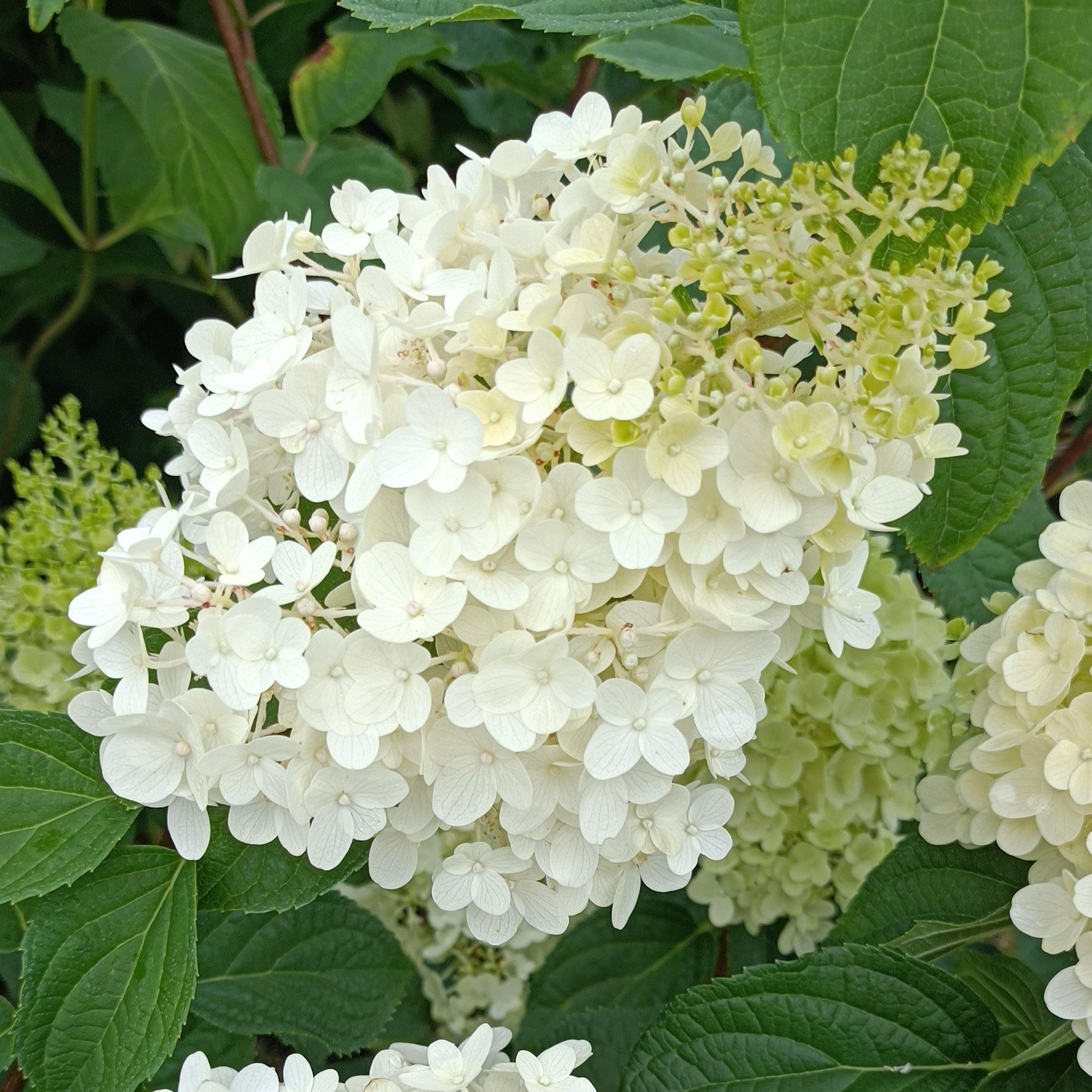 Hydrangea paniculata 'Silver Dollar'