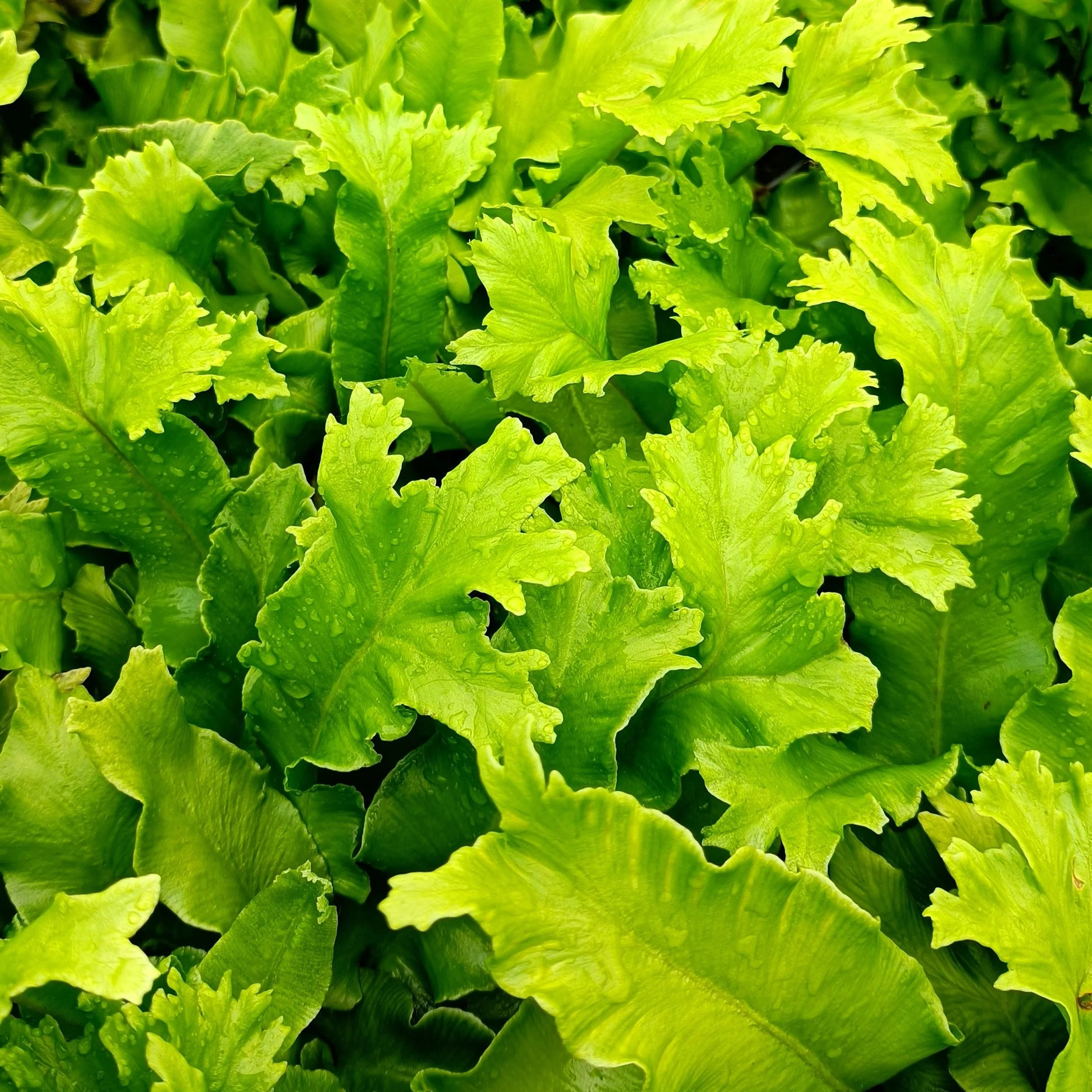 Asplenium scolopendrium 'Cristatum' fern