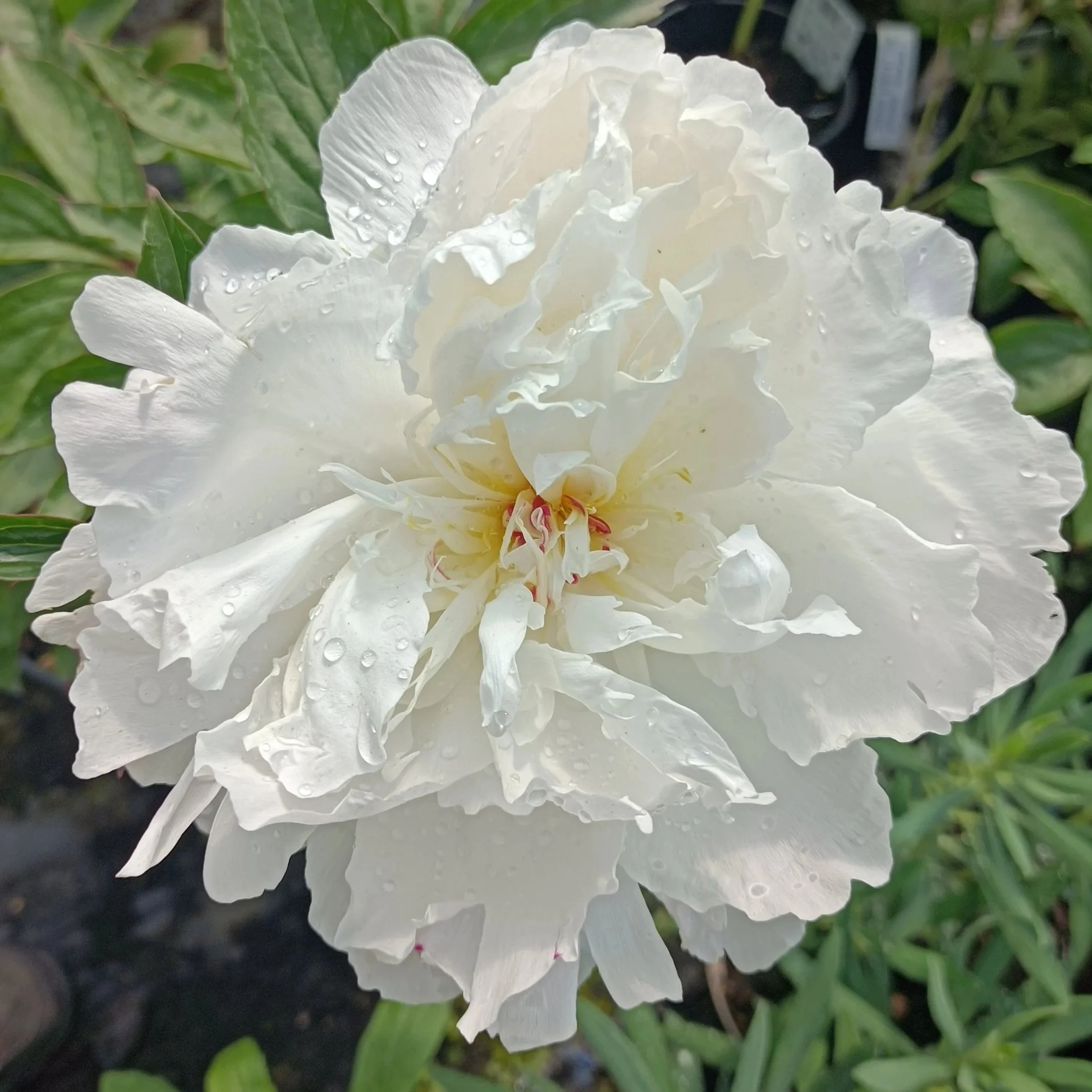 Paeonia lac. 'Shirley temple' - 3Ltr Pots