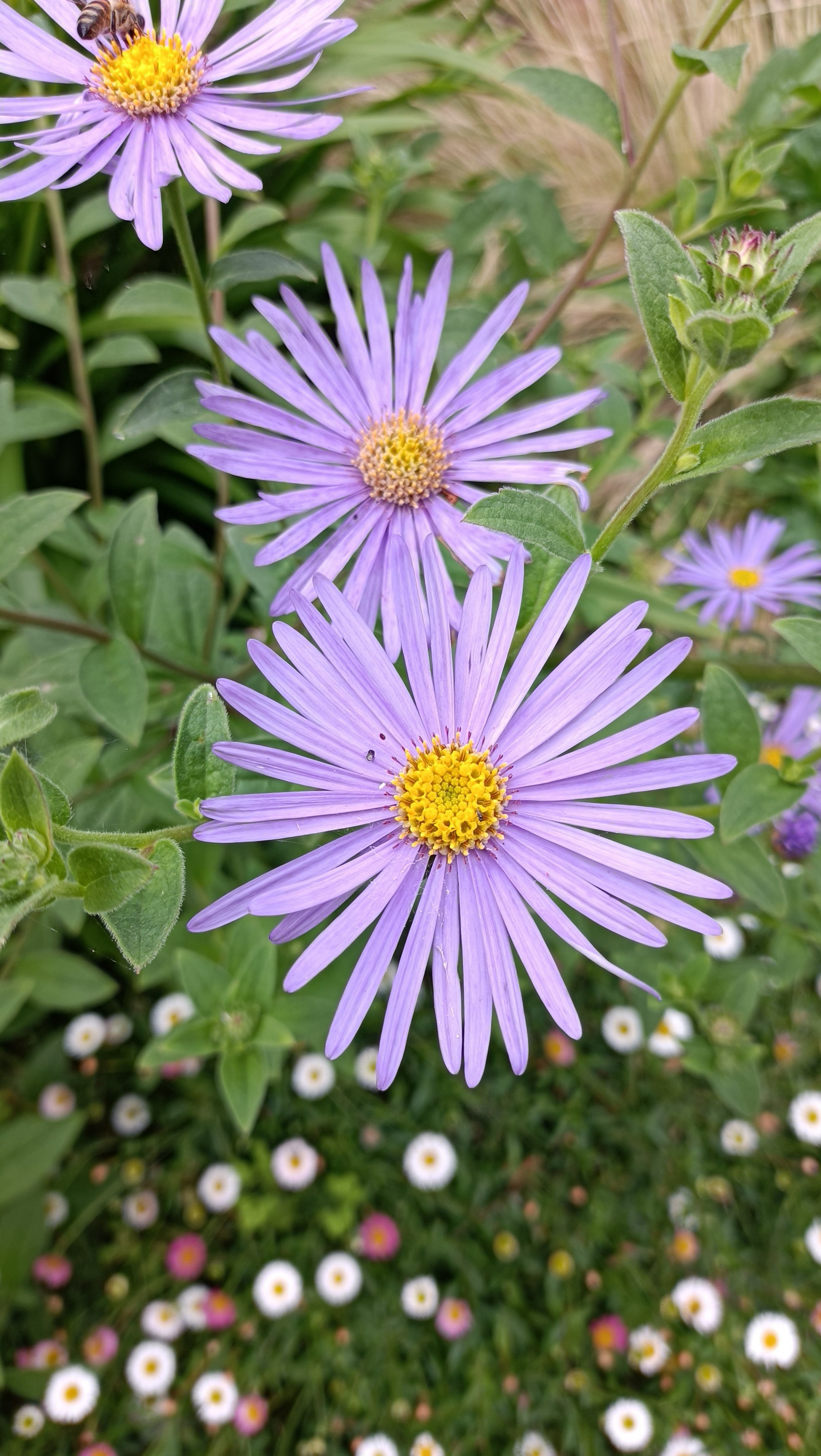 Aster x frikartii 'Monch - 2Ltr Pots