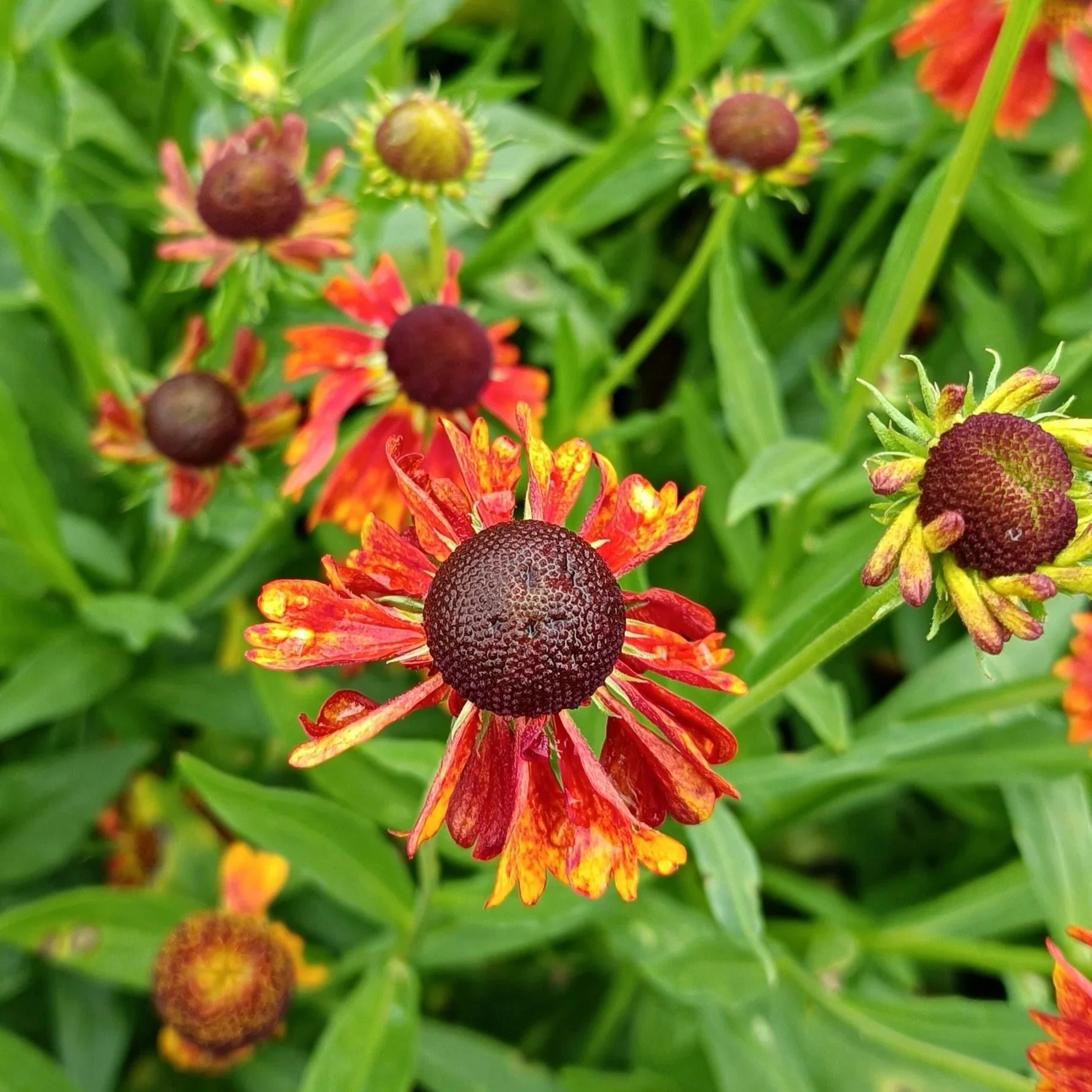 Helenium 'Moerheim Beauty' - 2/3Ltr Pots