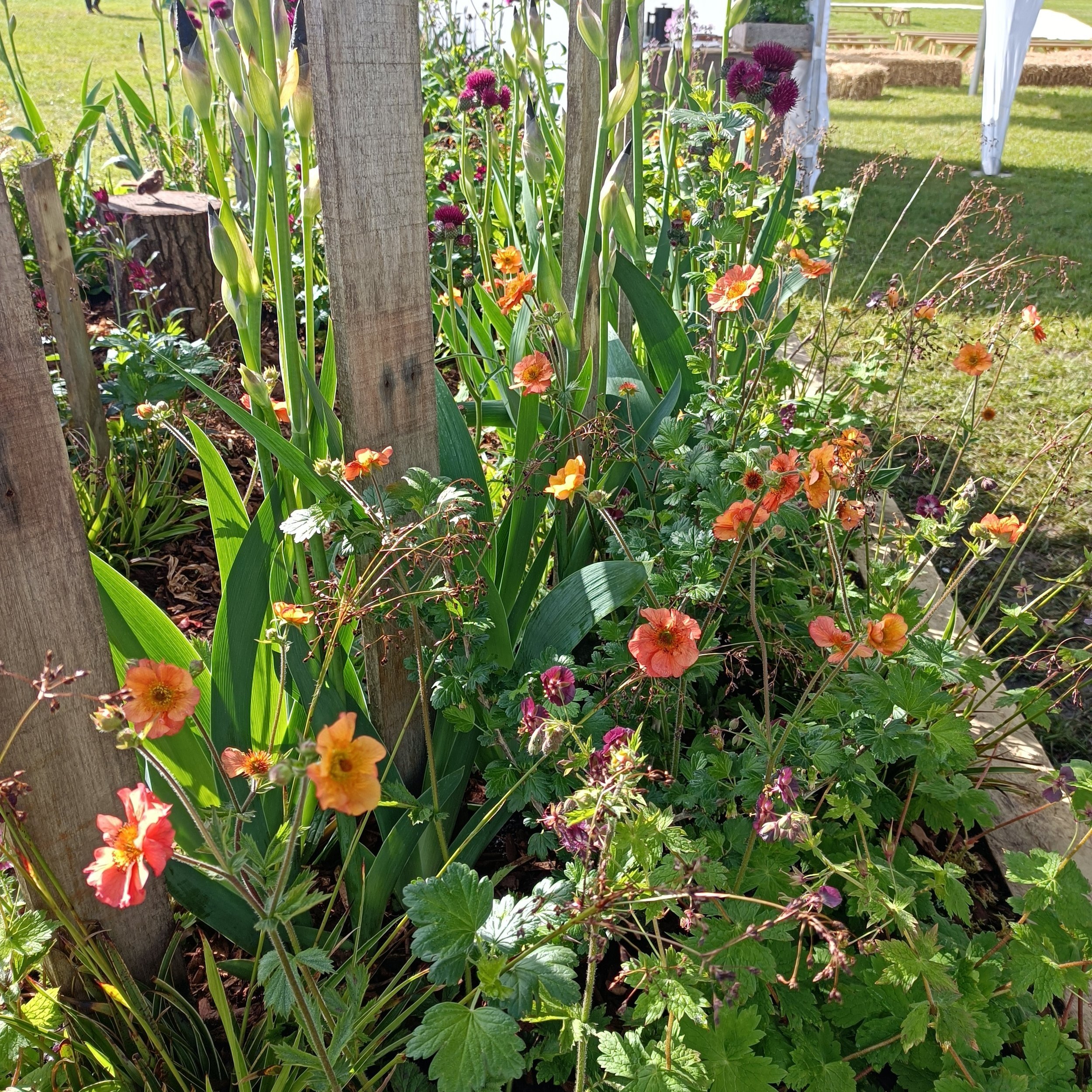 Geum 'Totally Tangerine' - 2Ltr Pots