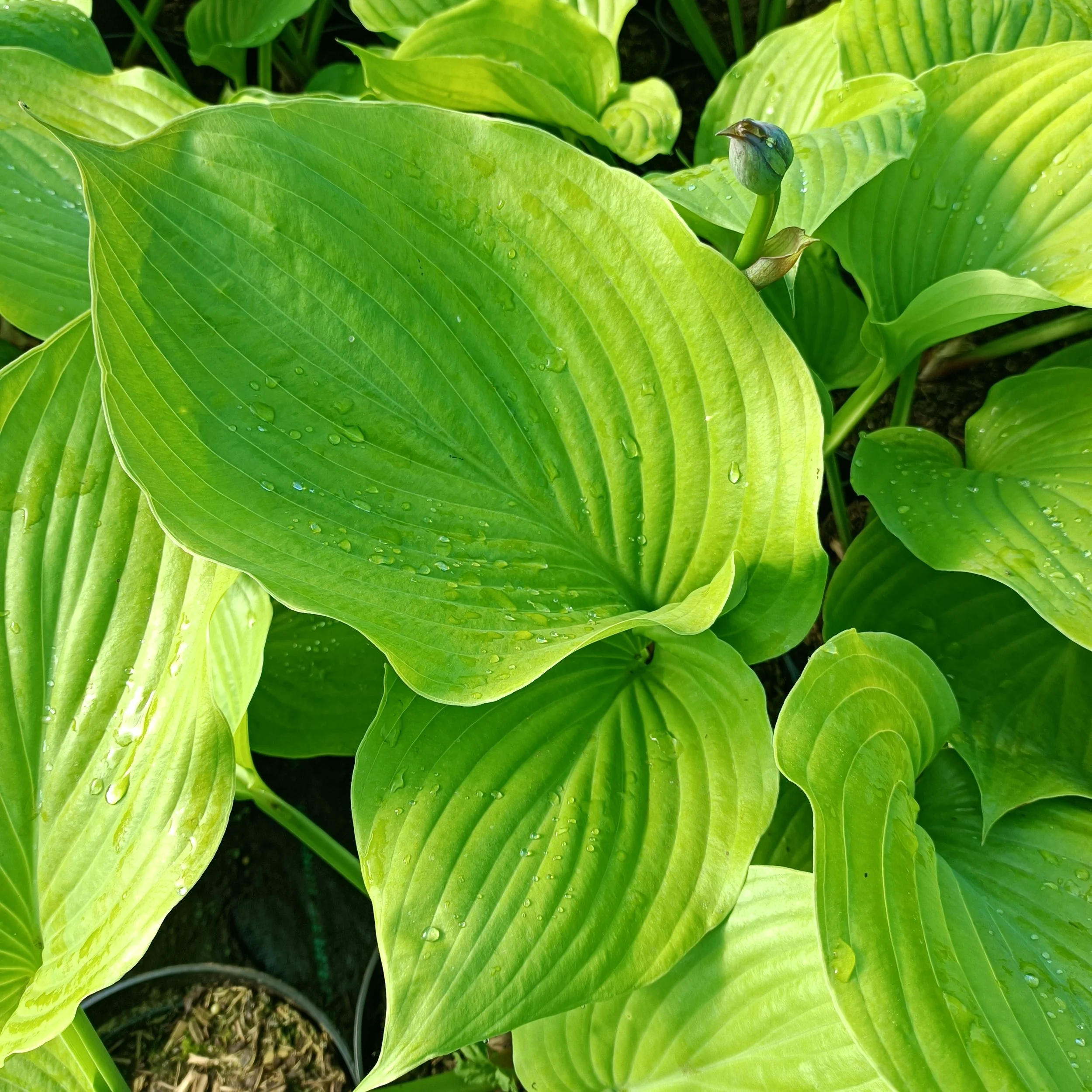 Hosta 'Sum and Substance' - 3Ltr Pots