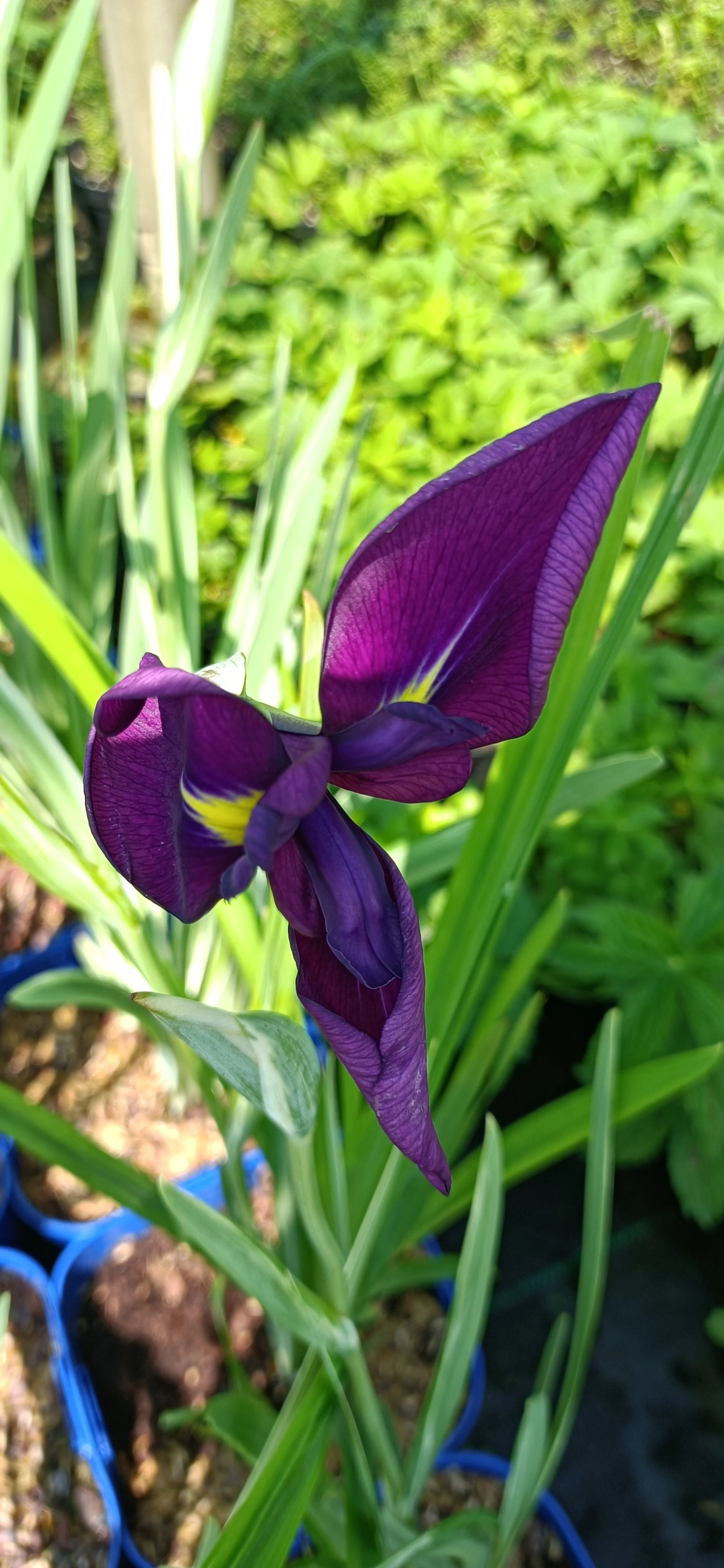 Iris ensata 'Variegata' - 3Ltr Pots