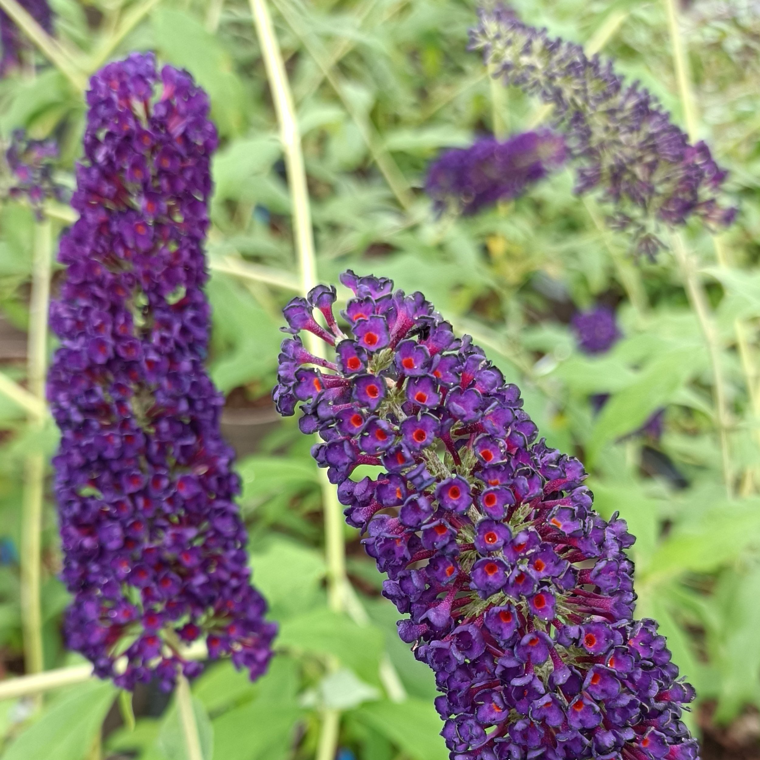Buddleja davidii 'Black Knight'