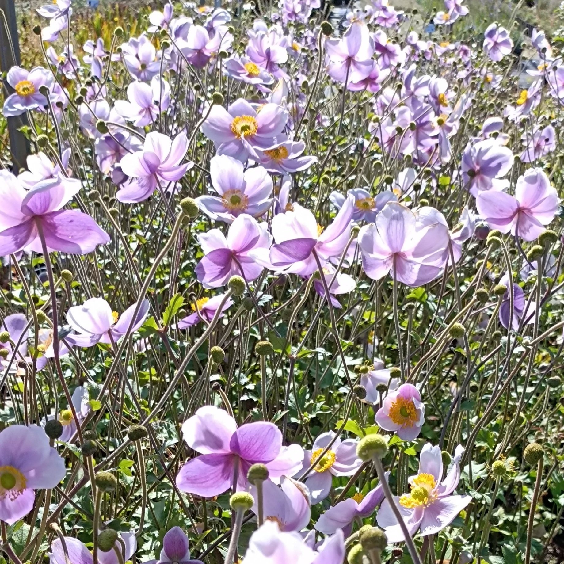 Anemone 'Regal Swan'