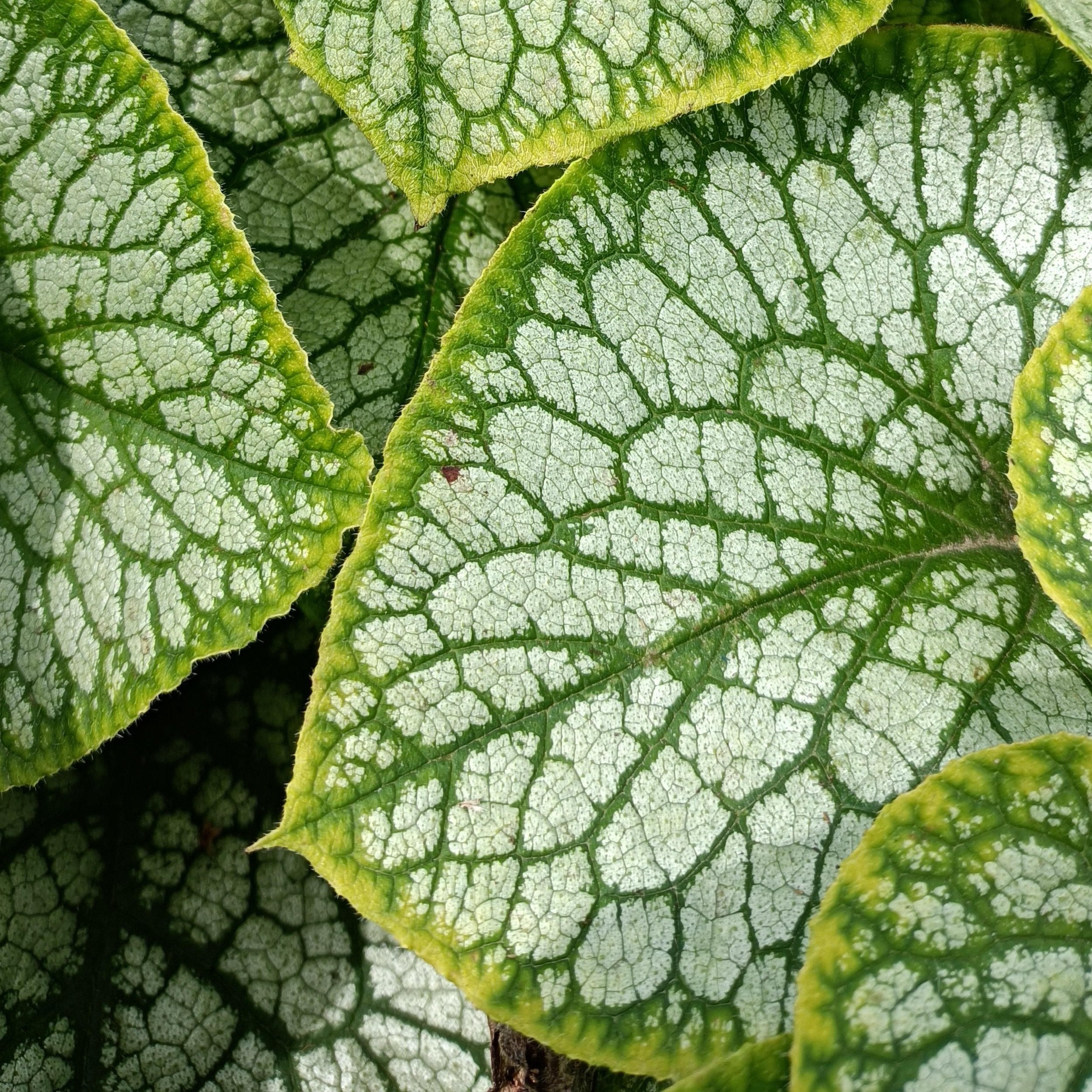 Brunnera macrophylla Jack Frost