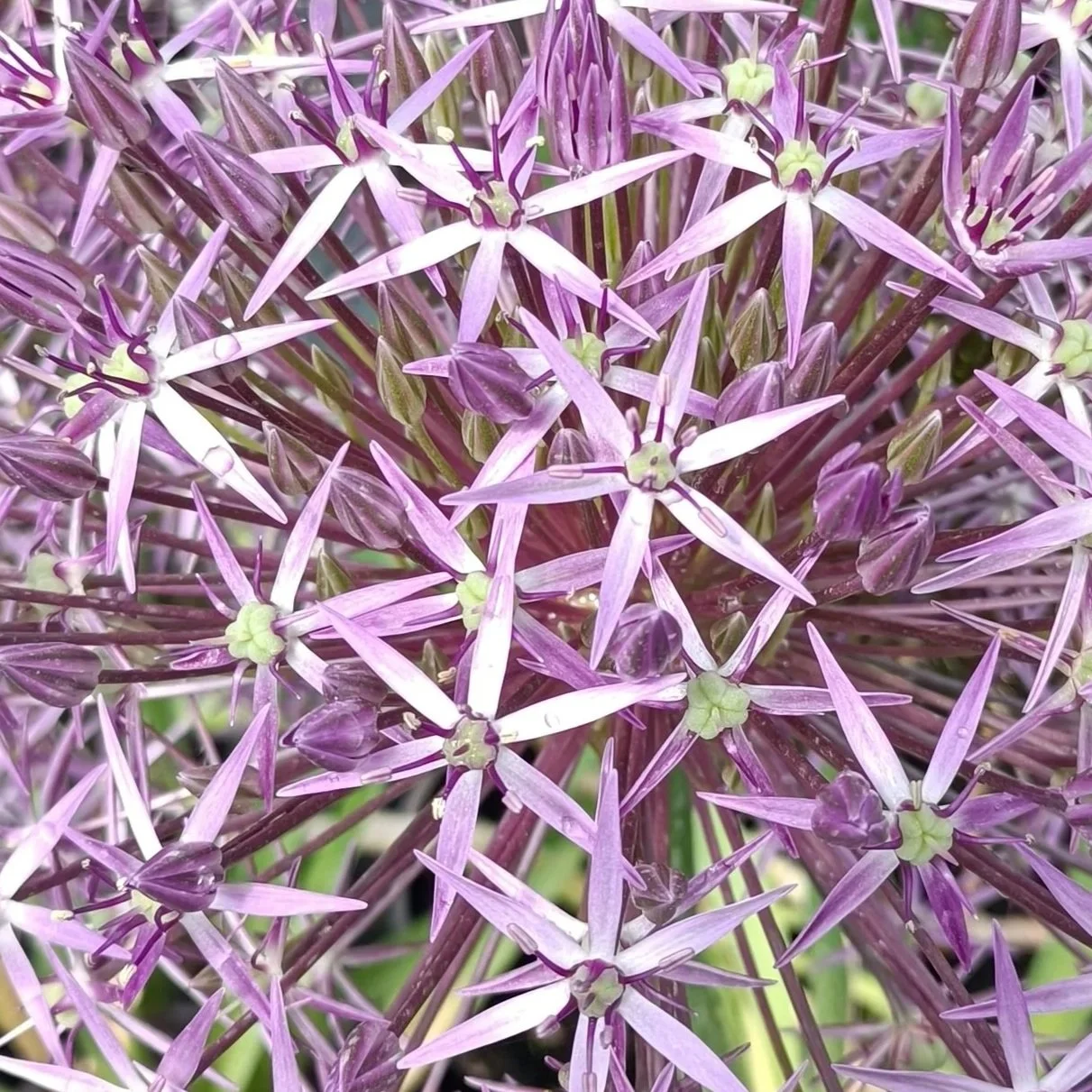 Allium alb. Christophii 3LD