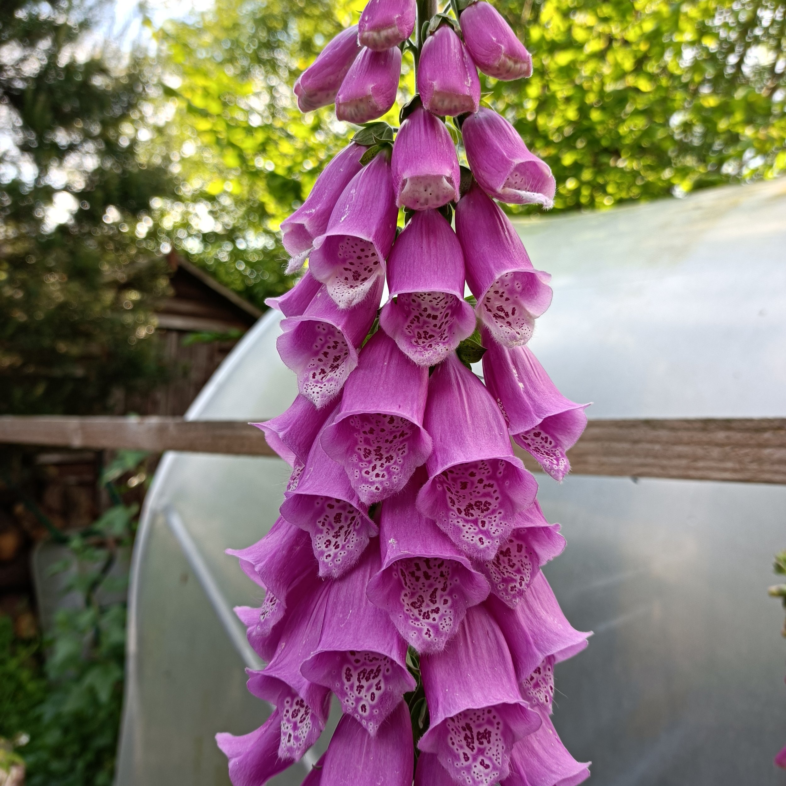 Digitalis purpurea - 3Ltr pots