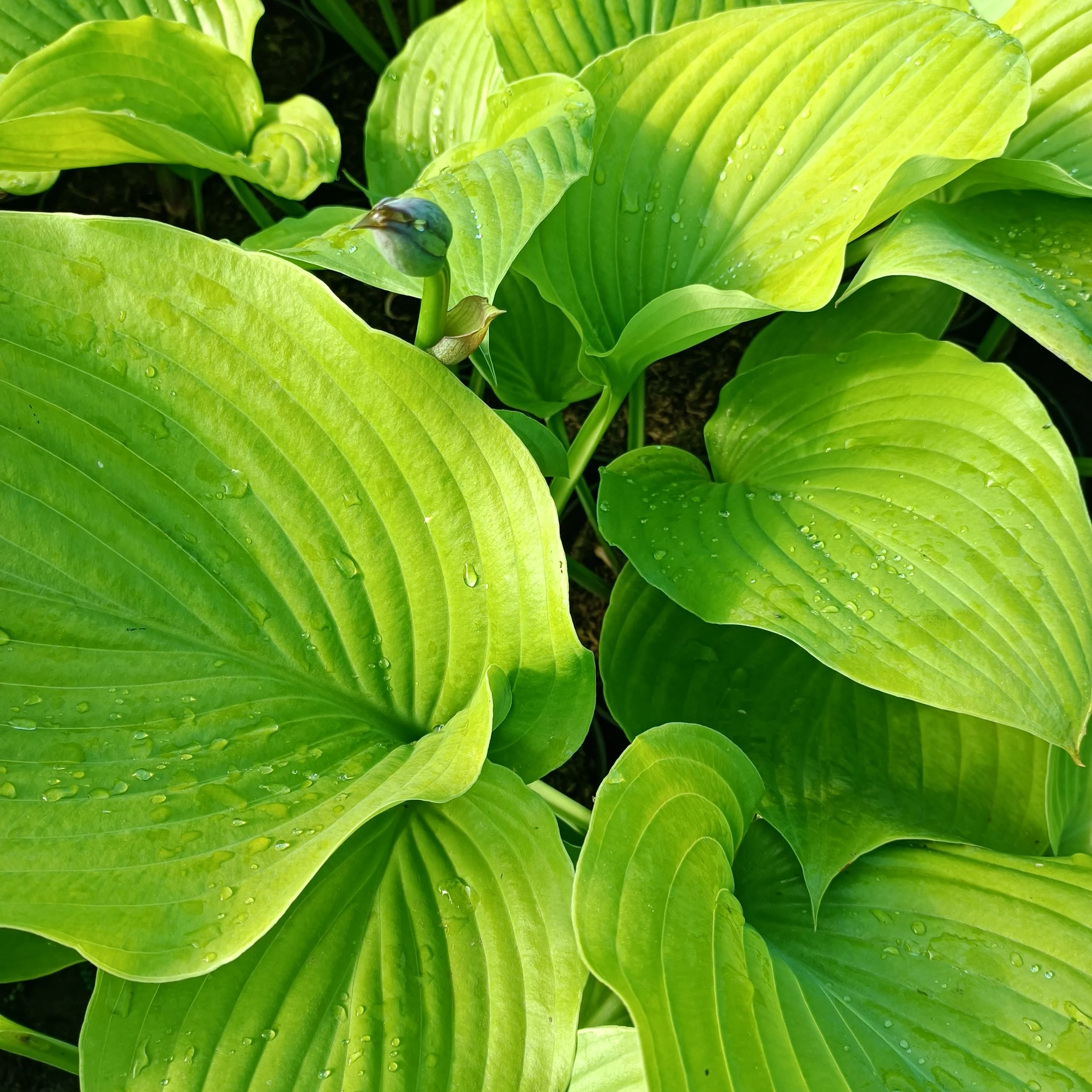 Hosta 'Sum and Substance' - 3Ltr Pots