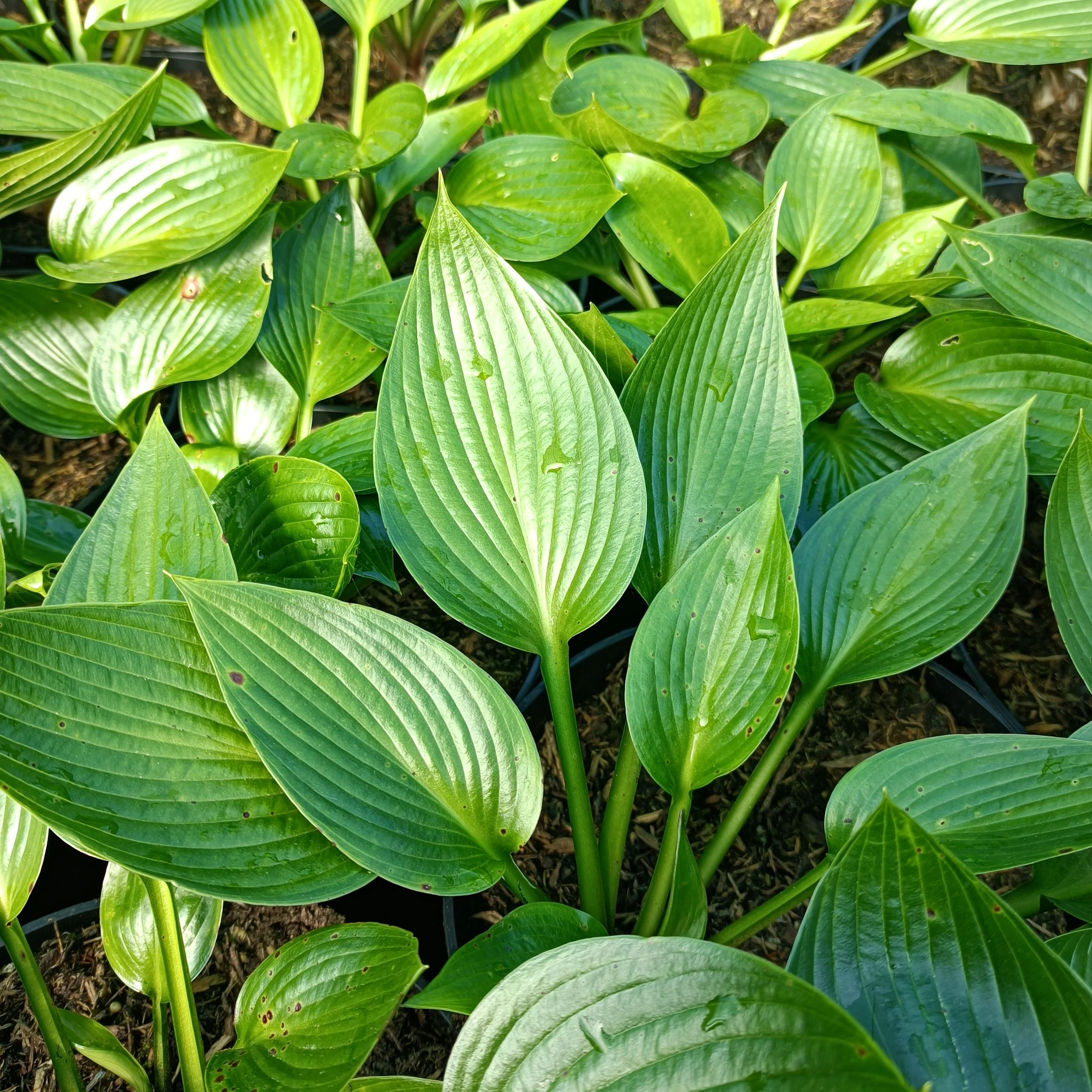 Hosta 'Devon Green' - 3Ltr Pots