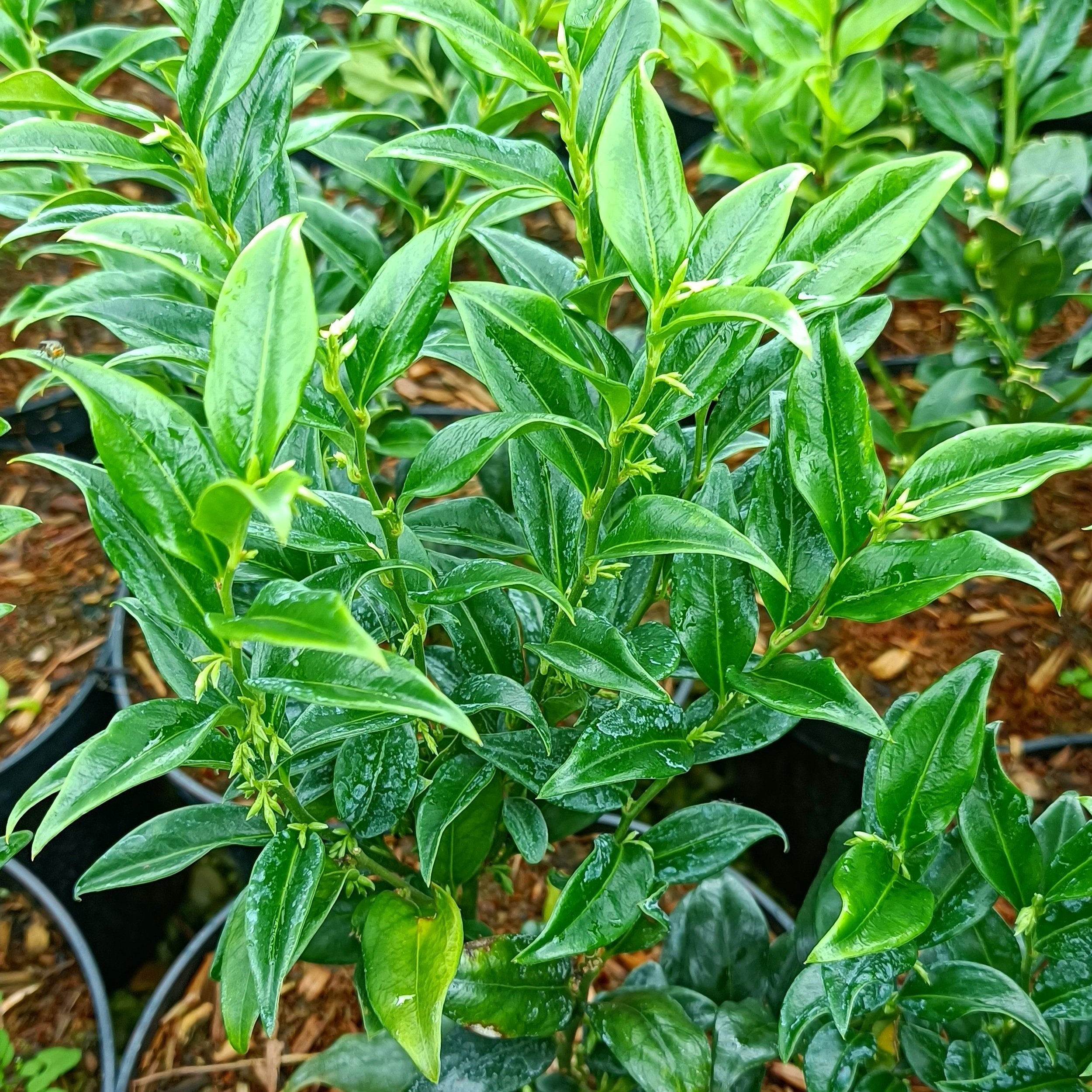 Sarcococca confusa - Shrub