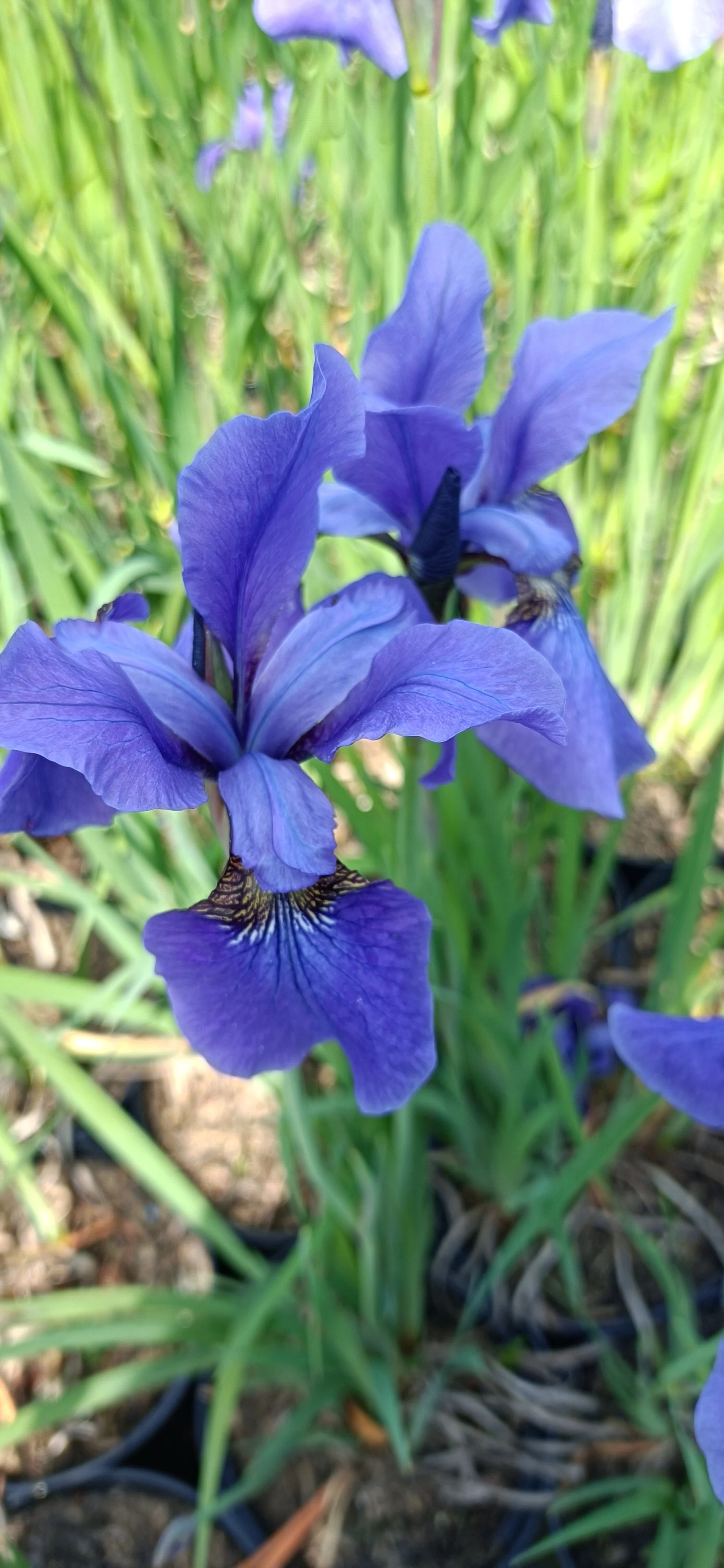 Iris sib. 'Persimmon' - 3Ltr Pots