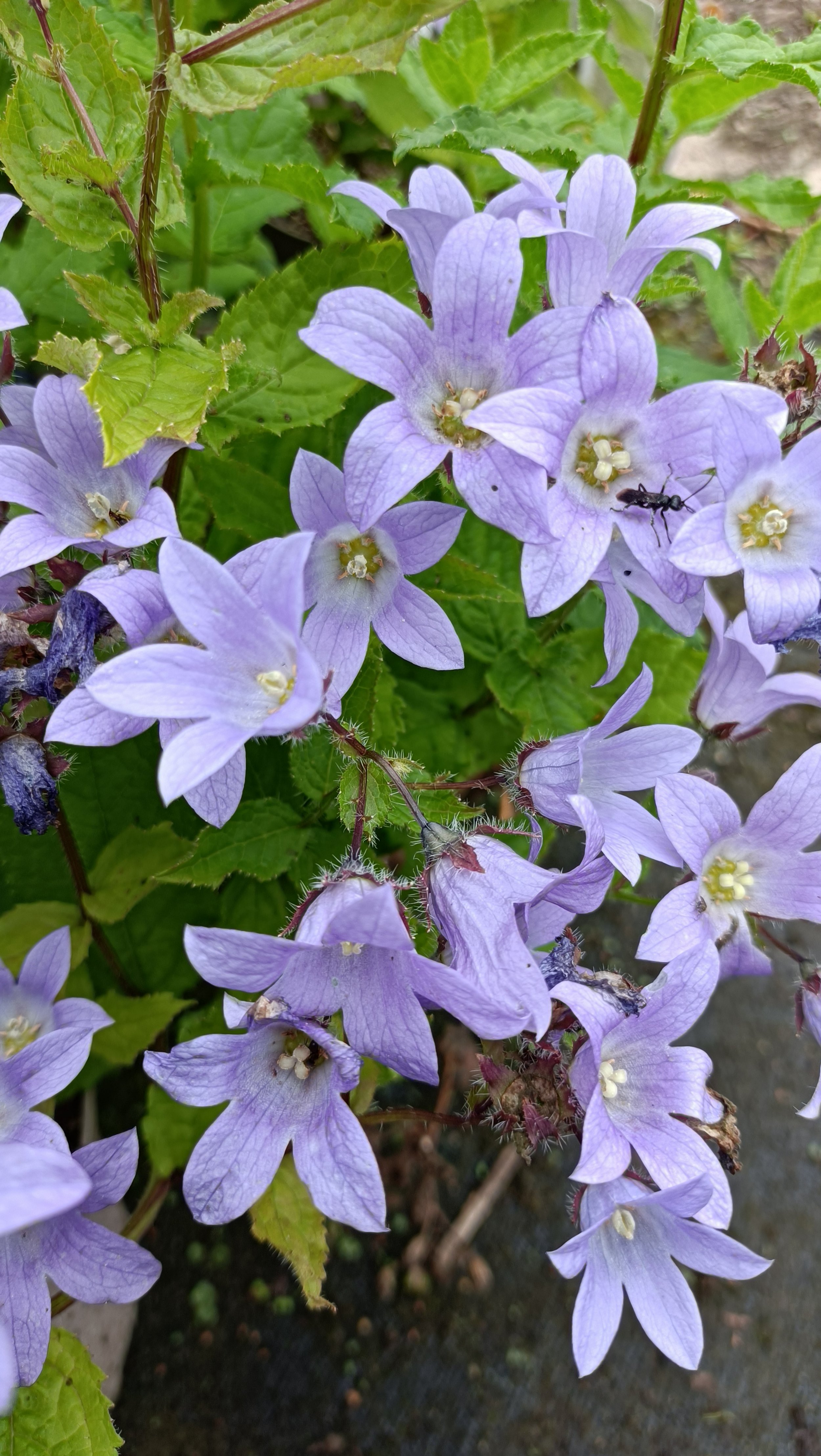 Campanula lact. 'Prichard's Variety' - 3Ltr Pots
