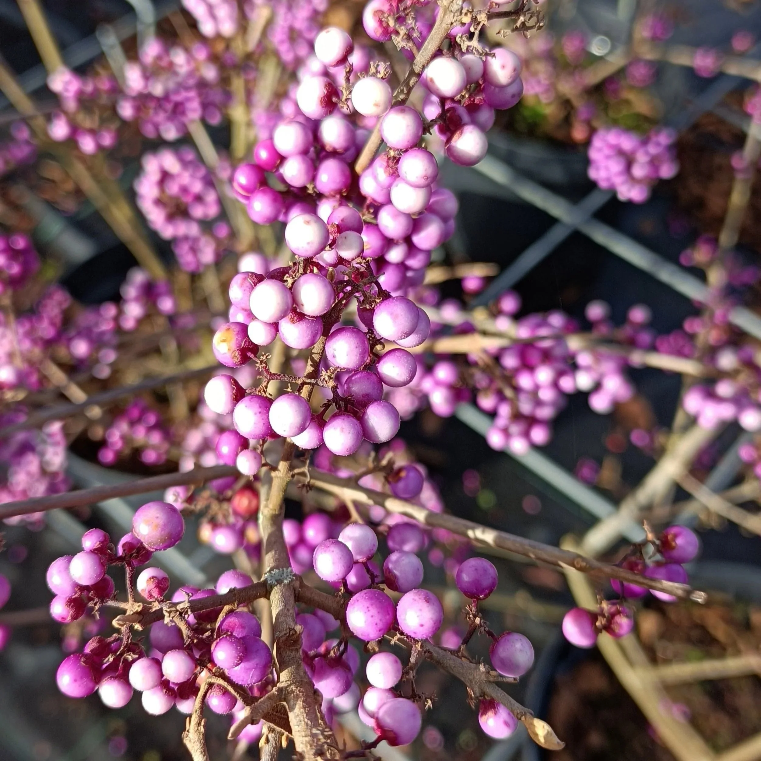Callicarpa bodinieri 'Profusion'