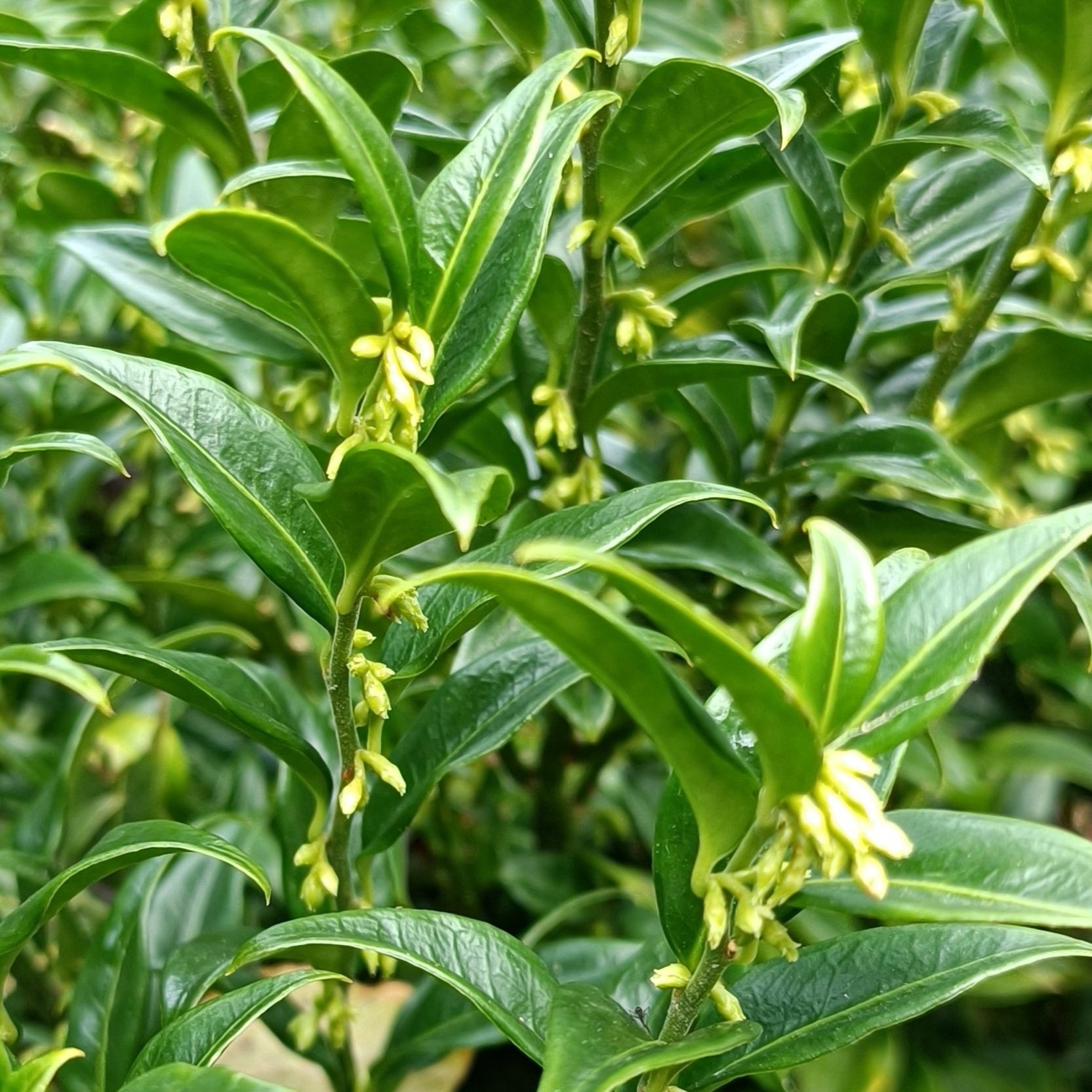 Sarcococca confusa