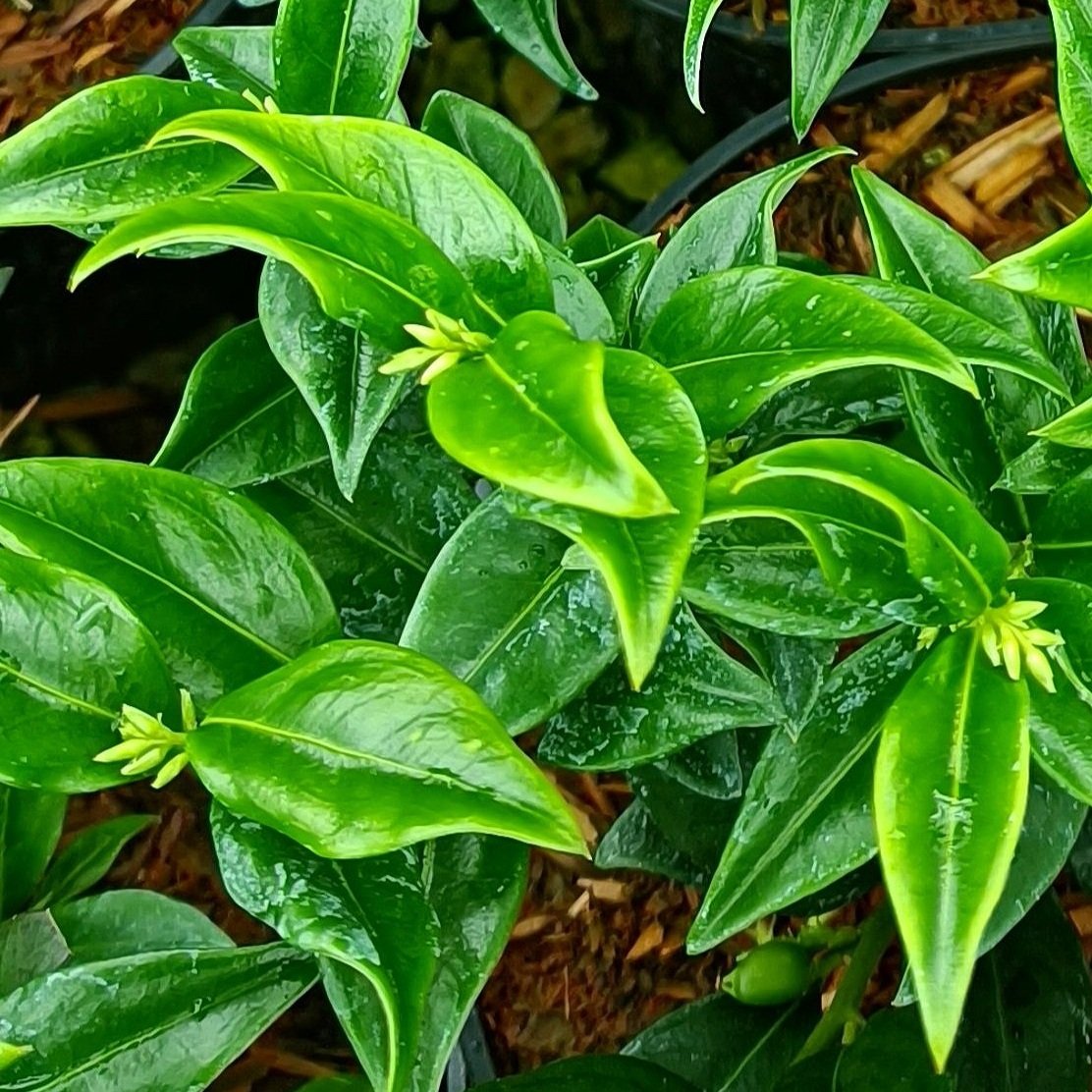 Sarcococca confusa - Shrub