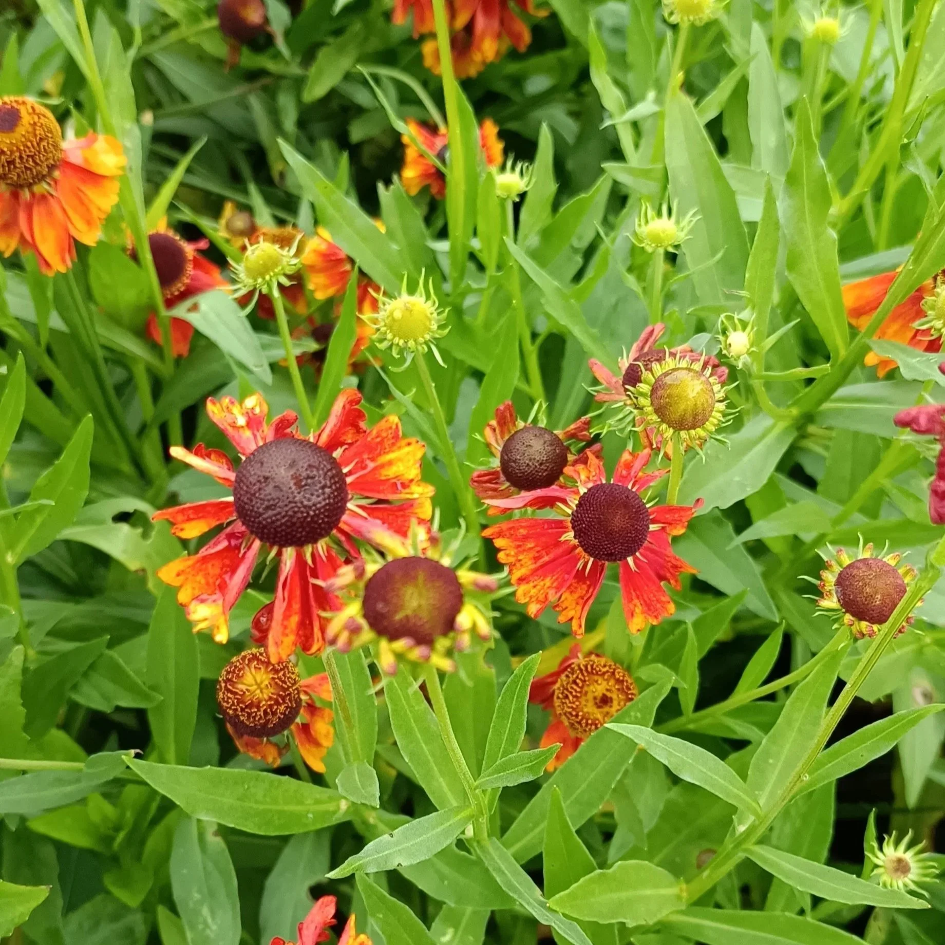 Helenium 'Moerheim Beauty' - 2/3Ltr Pots