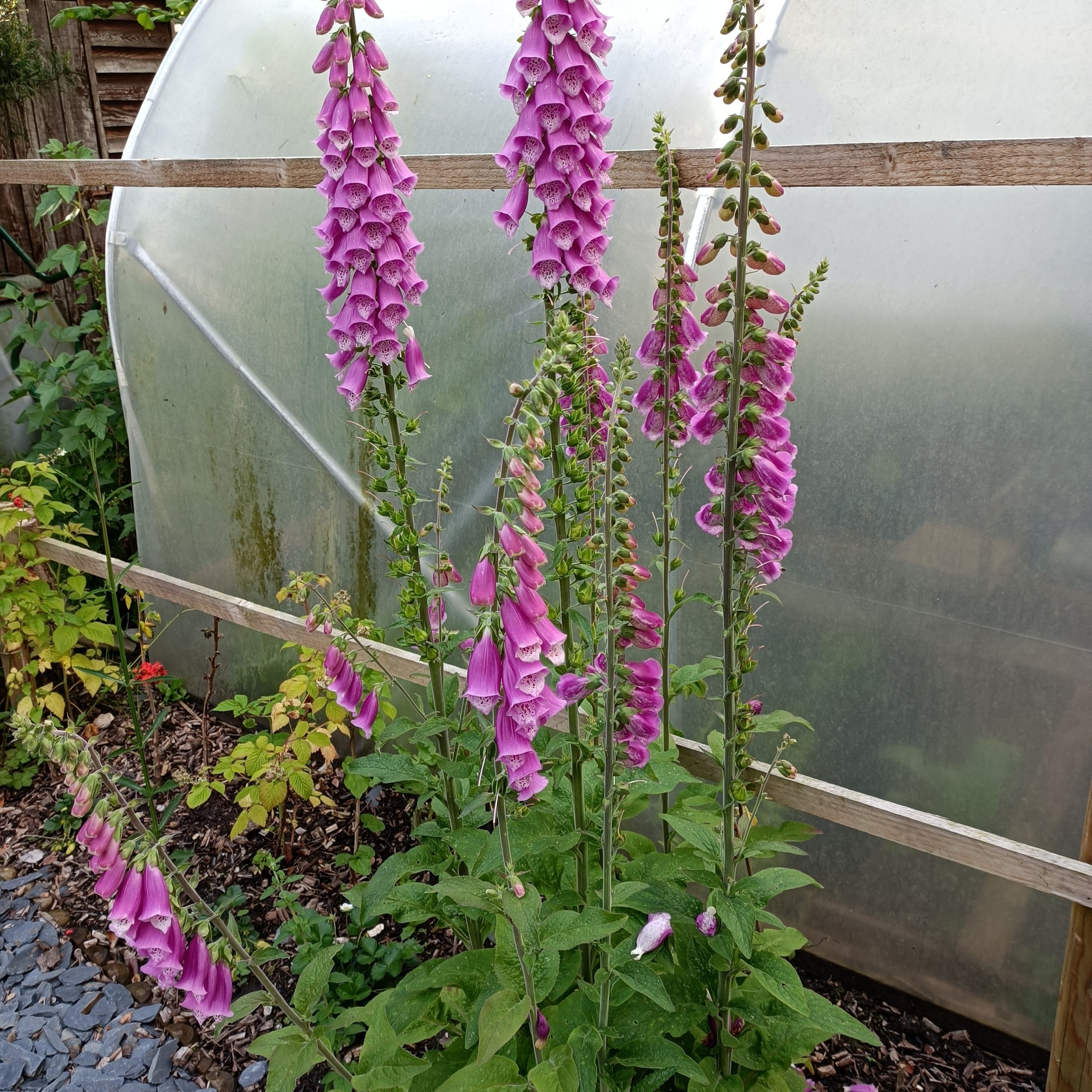 Digitalis purpurea