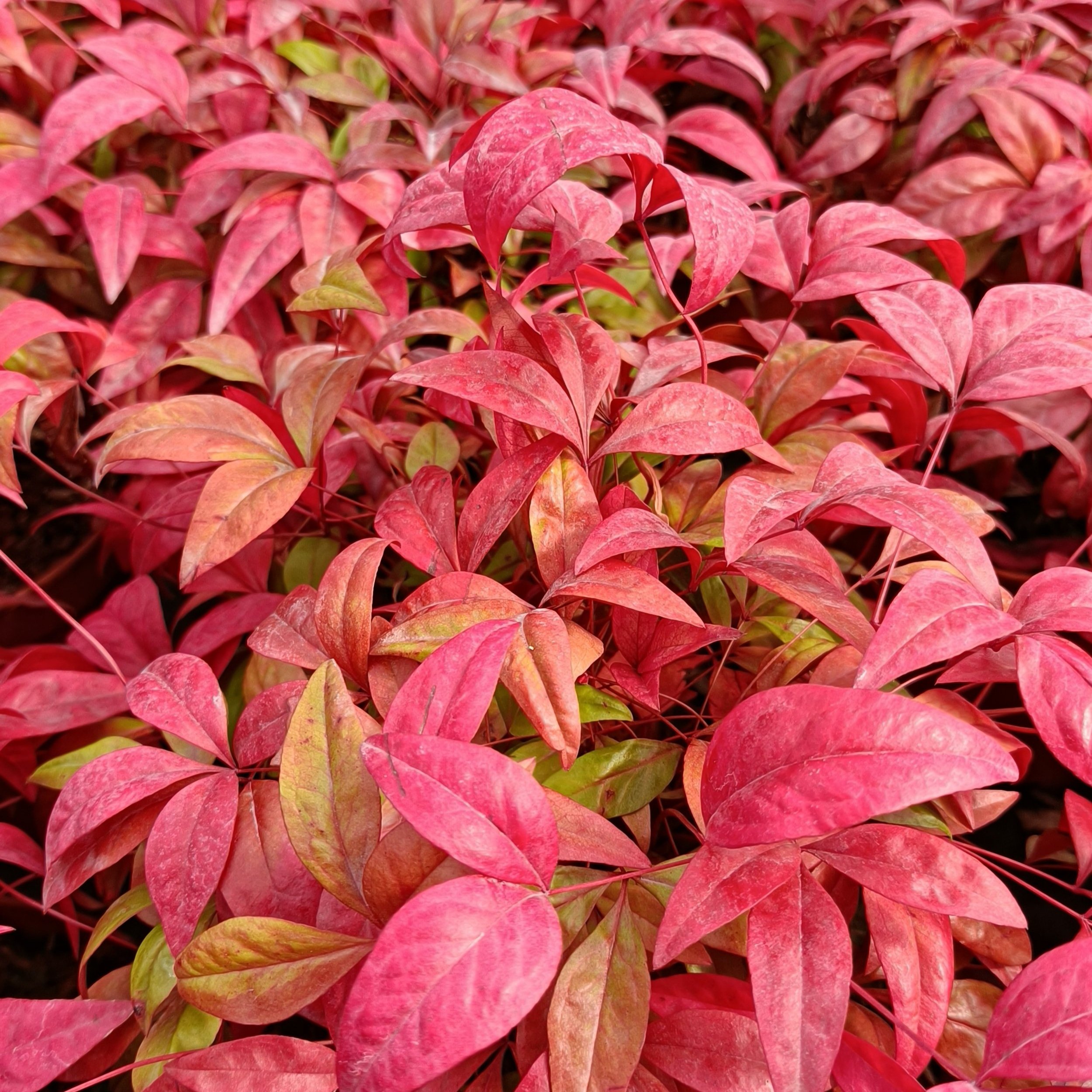 Nandina domestica 'Firepower'