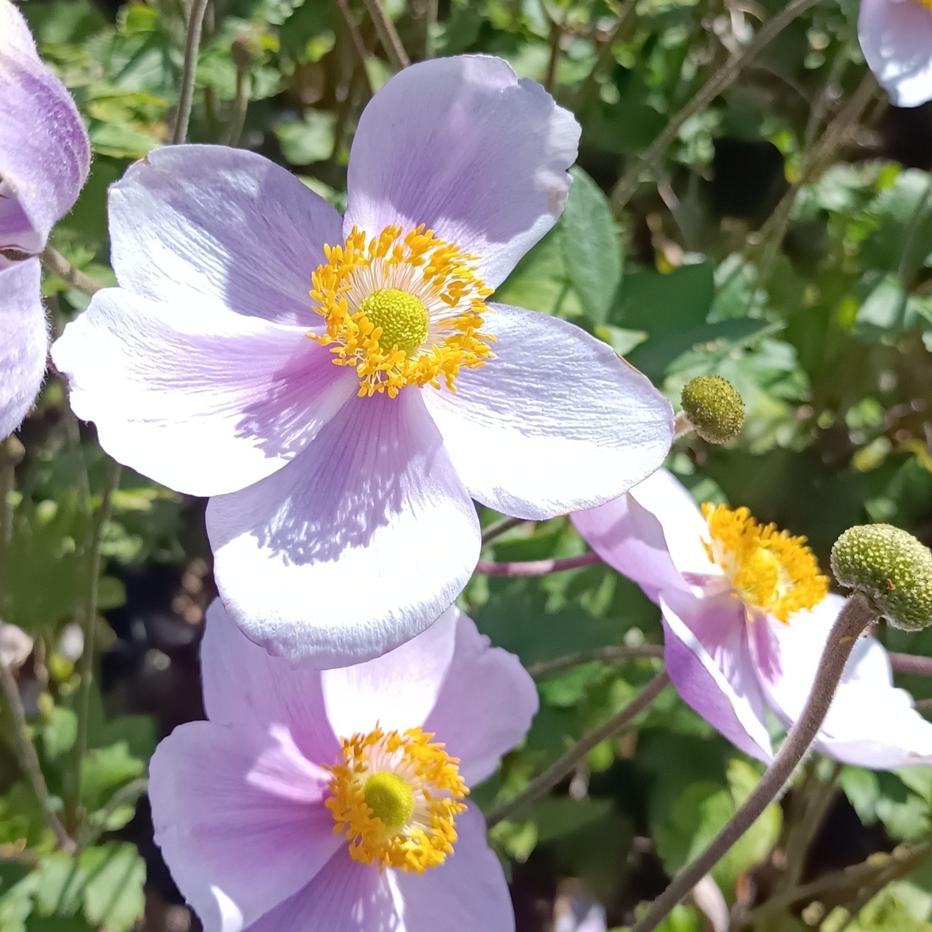 Anemone 'Regal Swan' - 3Ltr Pots