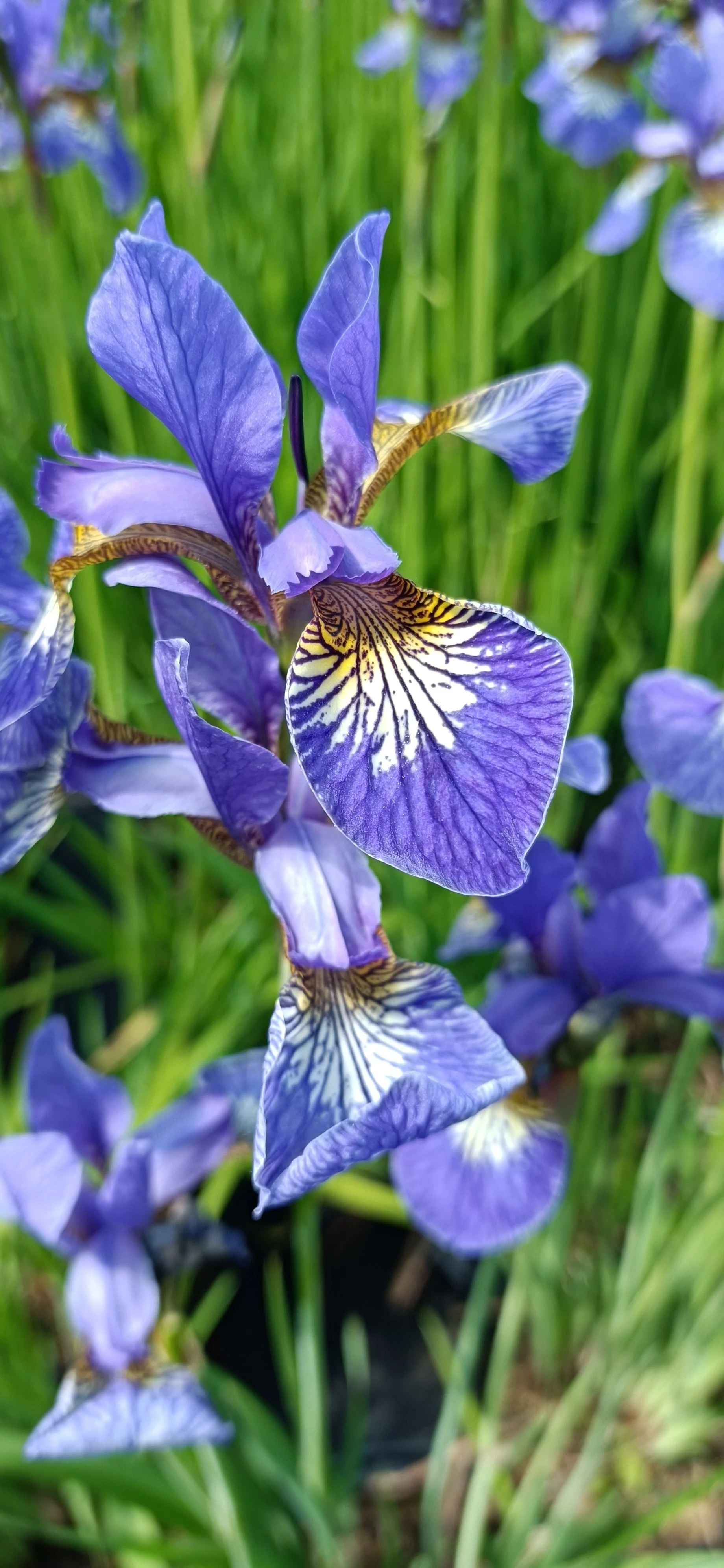Iris sib 'Tropical Night' - 3Ltr Pots