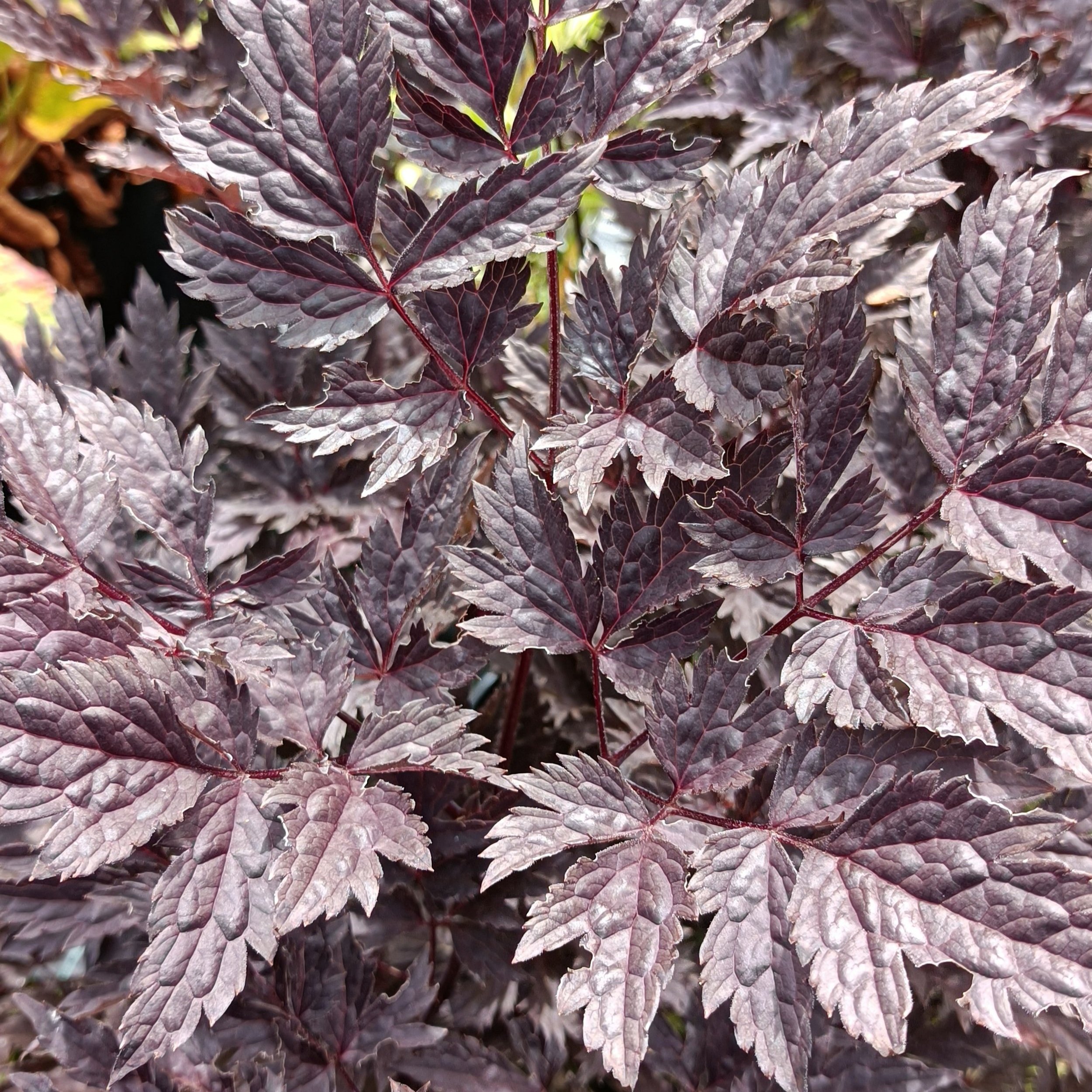 Actaea simplex 'Chocoholic'