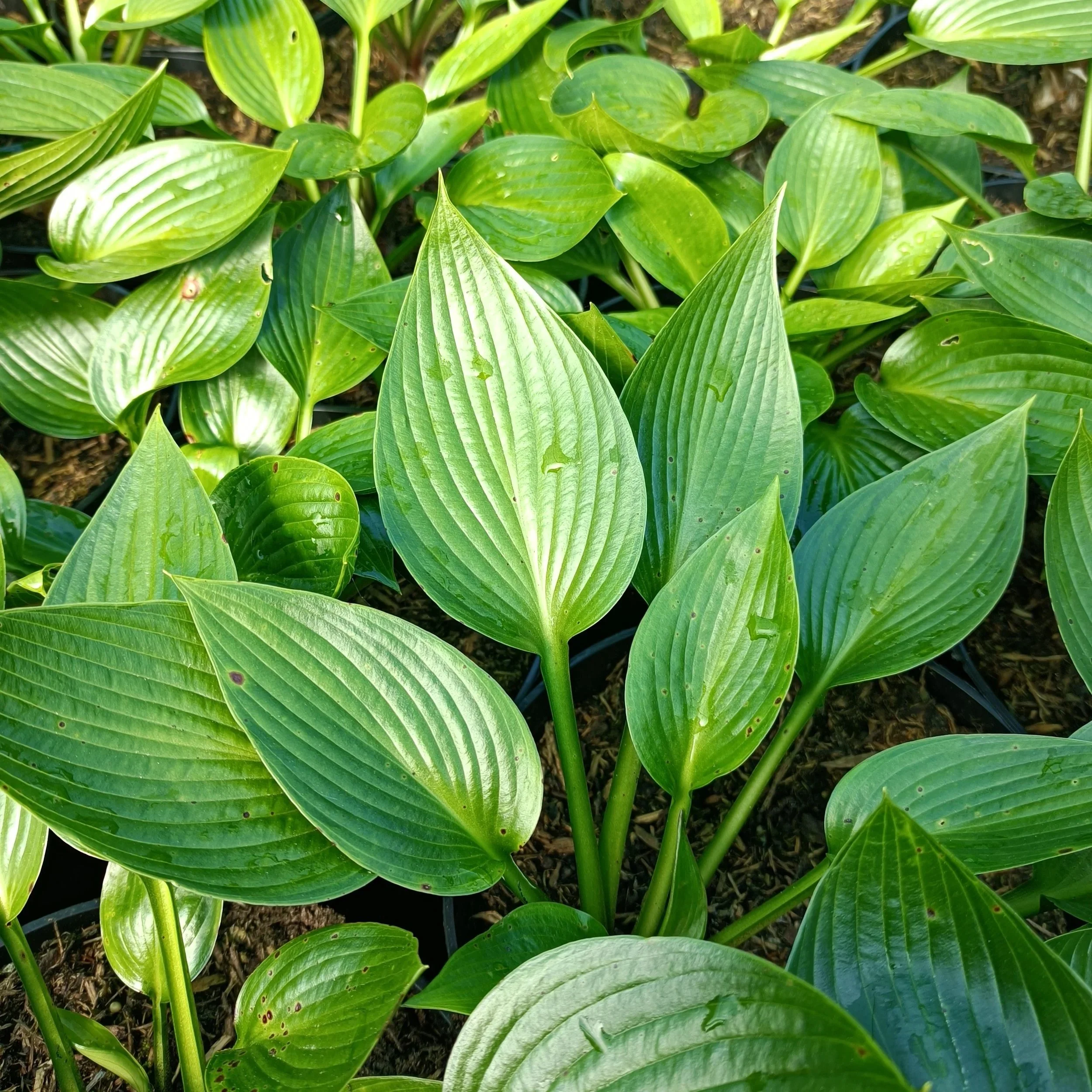 Hosta Devon Green - 3Ltr Pots