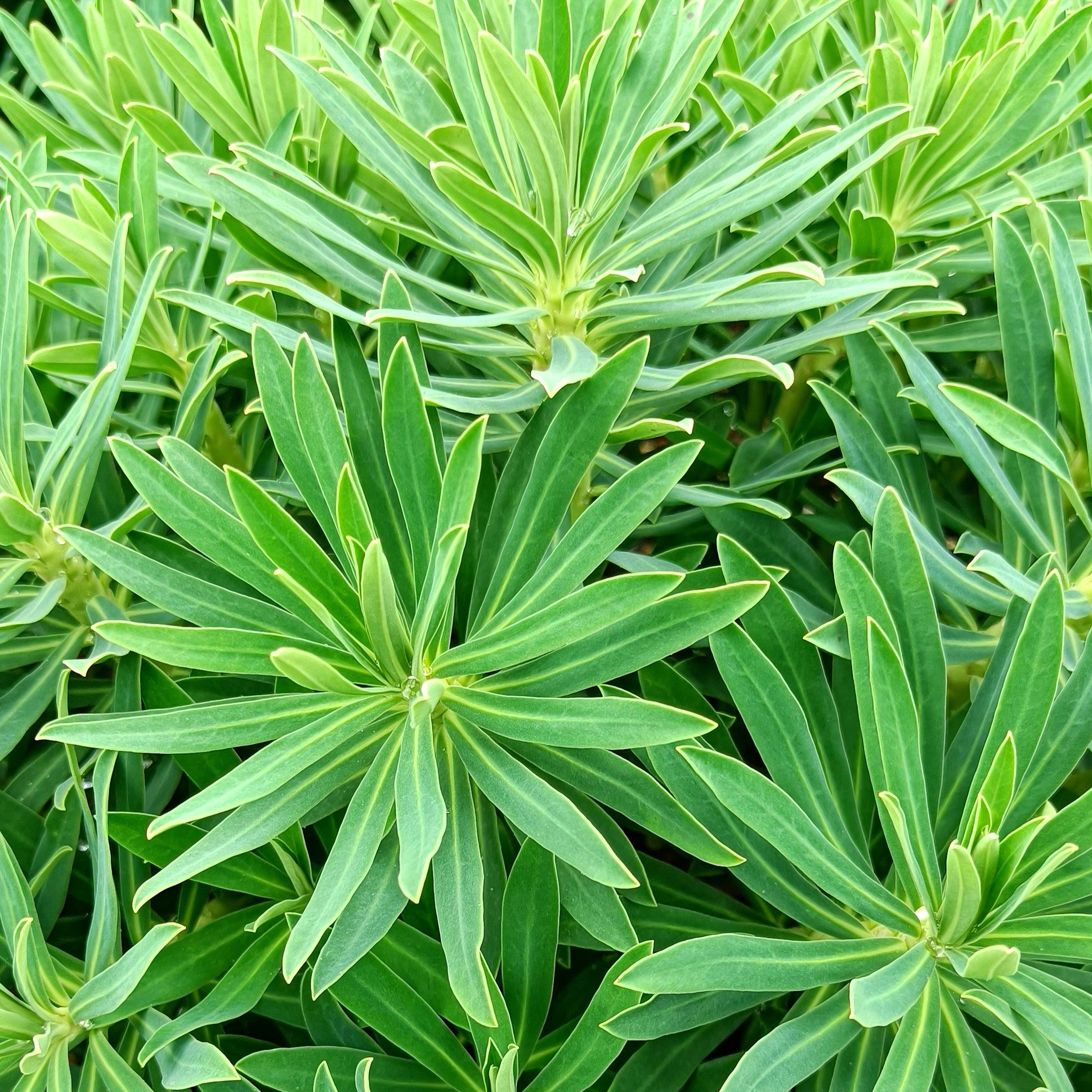 Euphorbia characias subsp. wulfenii shrub