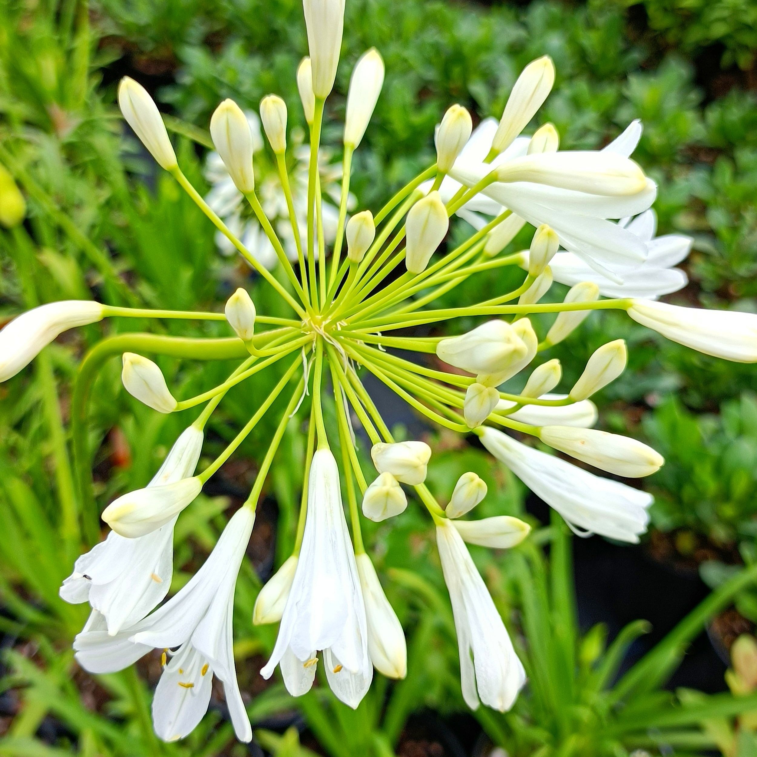 Agapanthus 'Snow Crystal'