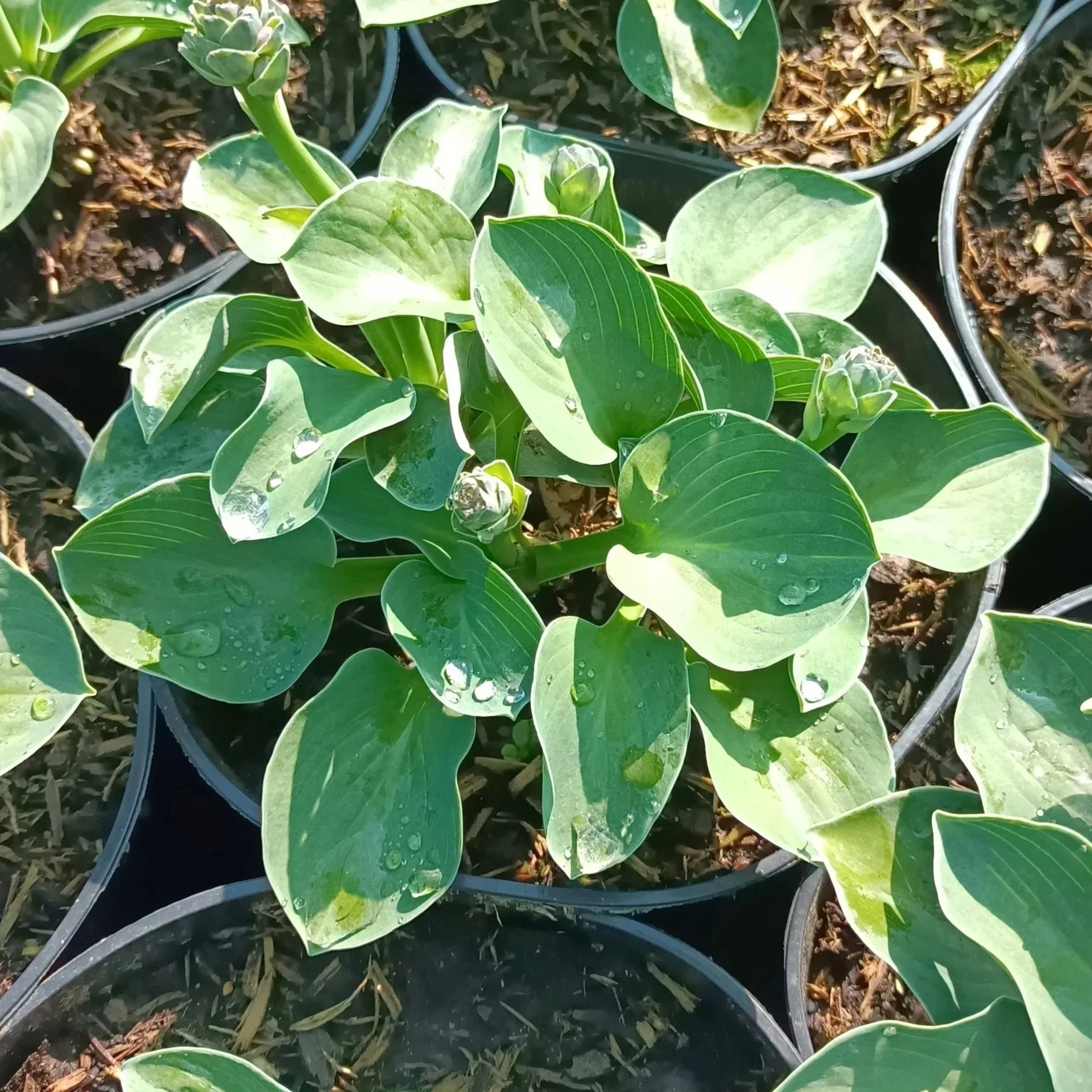 Hosta 'Blue Mouse Ears' - 3Ltr Pots