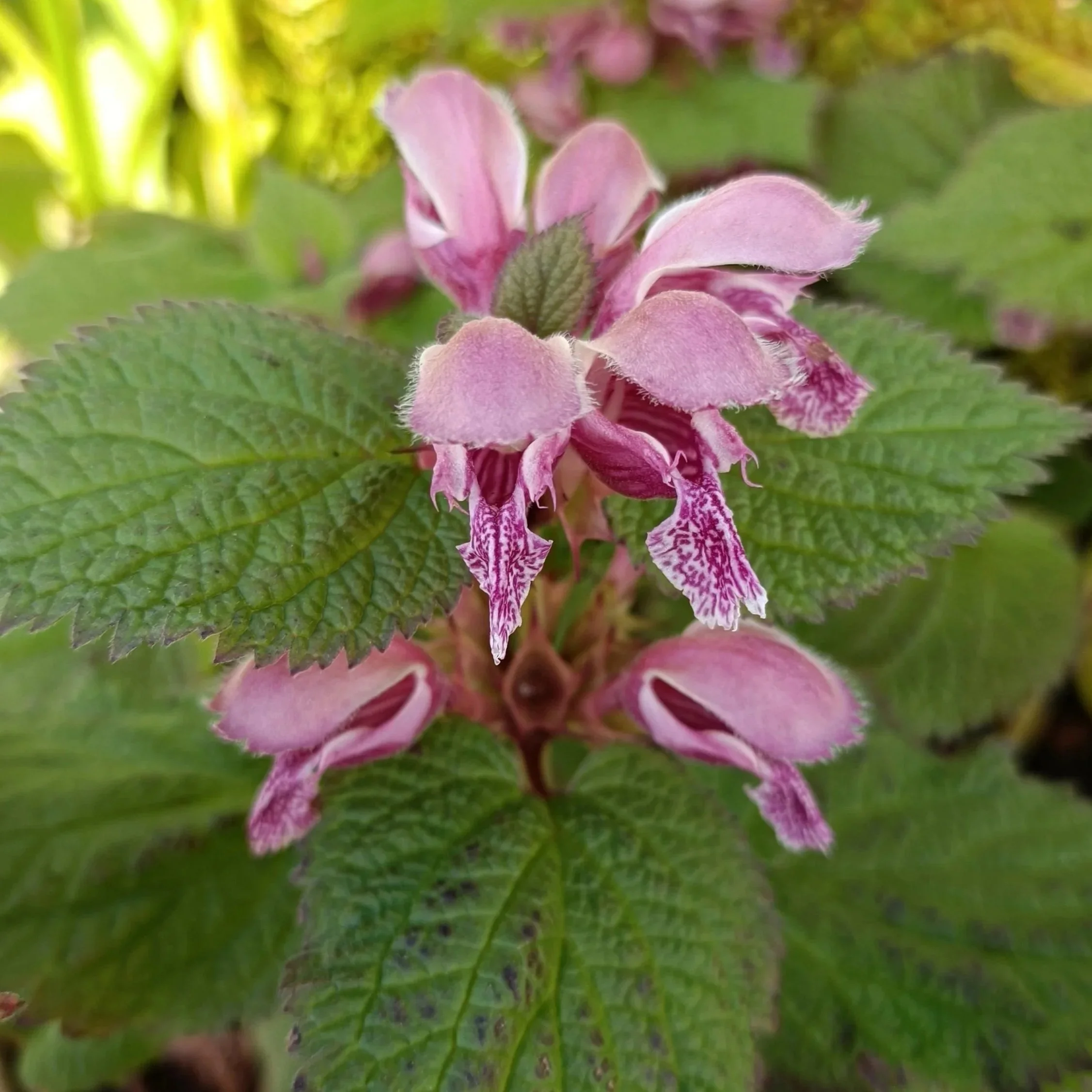 Lamium 'Orvala' - 3Ltr Pots