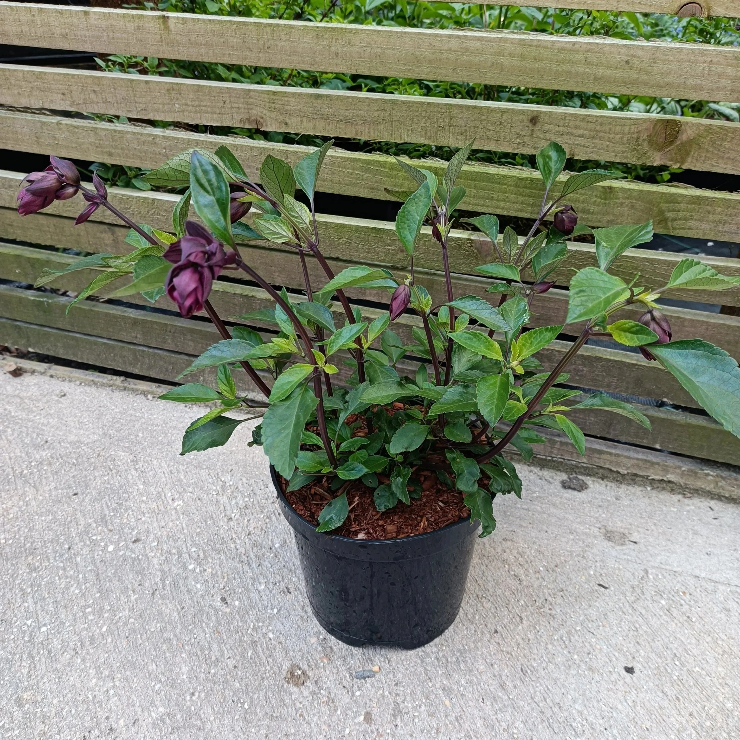 Salvia Love and Wishes - 2Ltr Pots