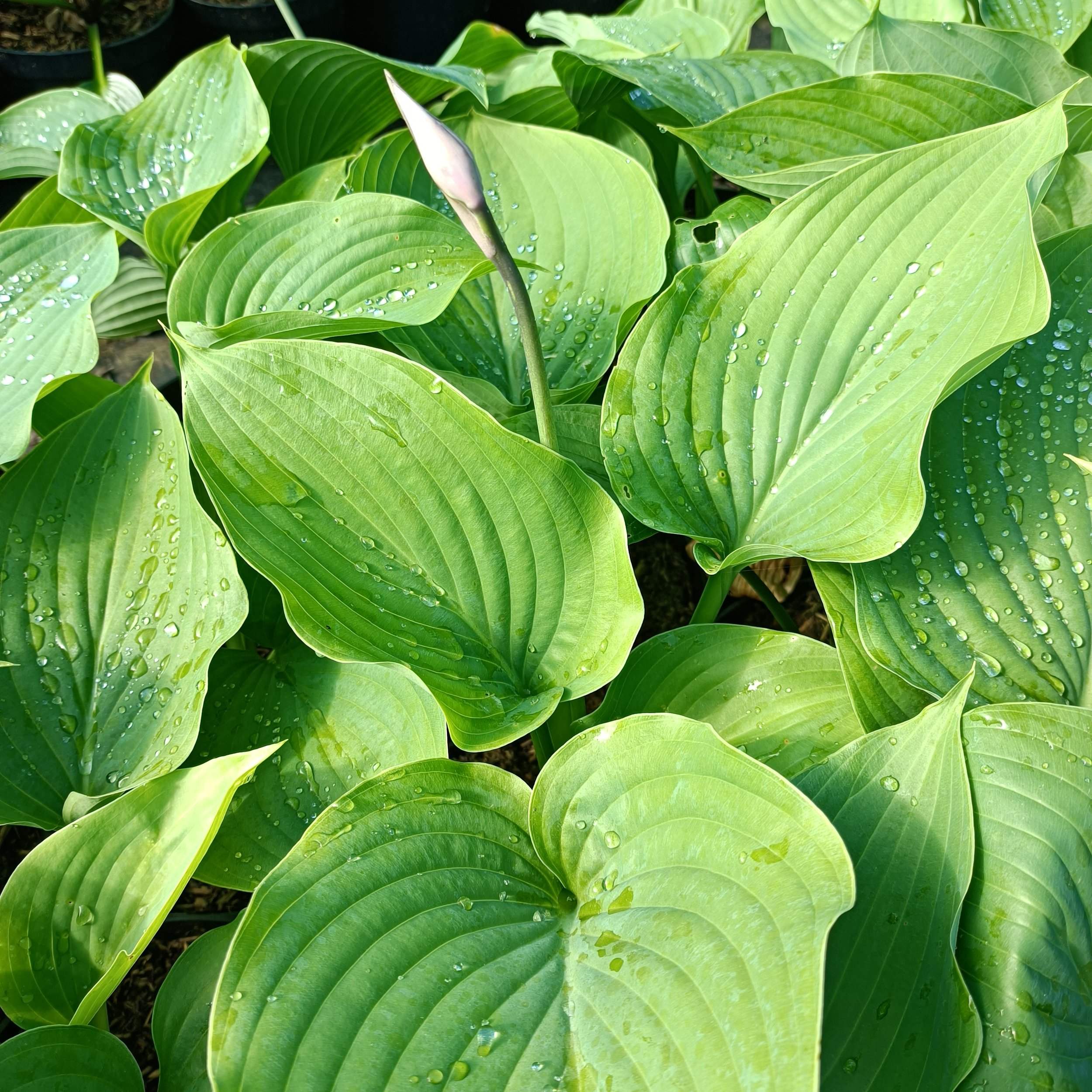 Hosta 'Empress Wu' - 3Ltr Pots