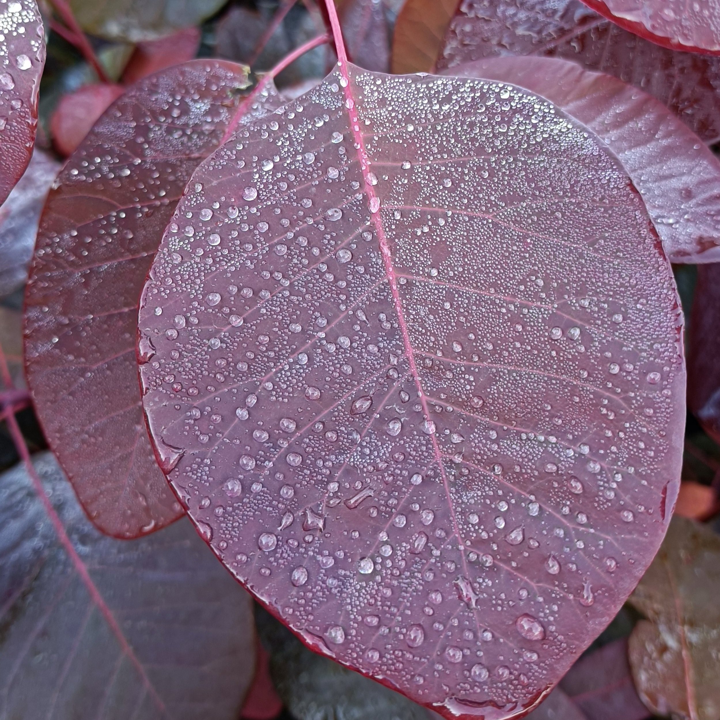Cotinus coggygria 'Grace'