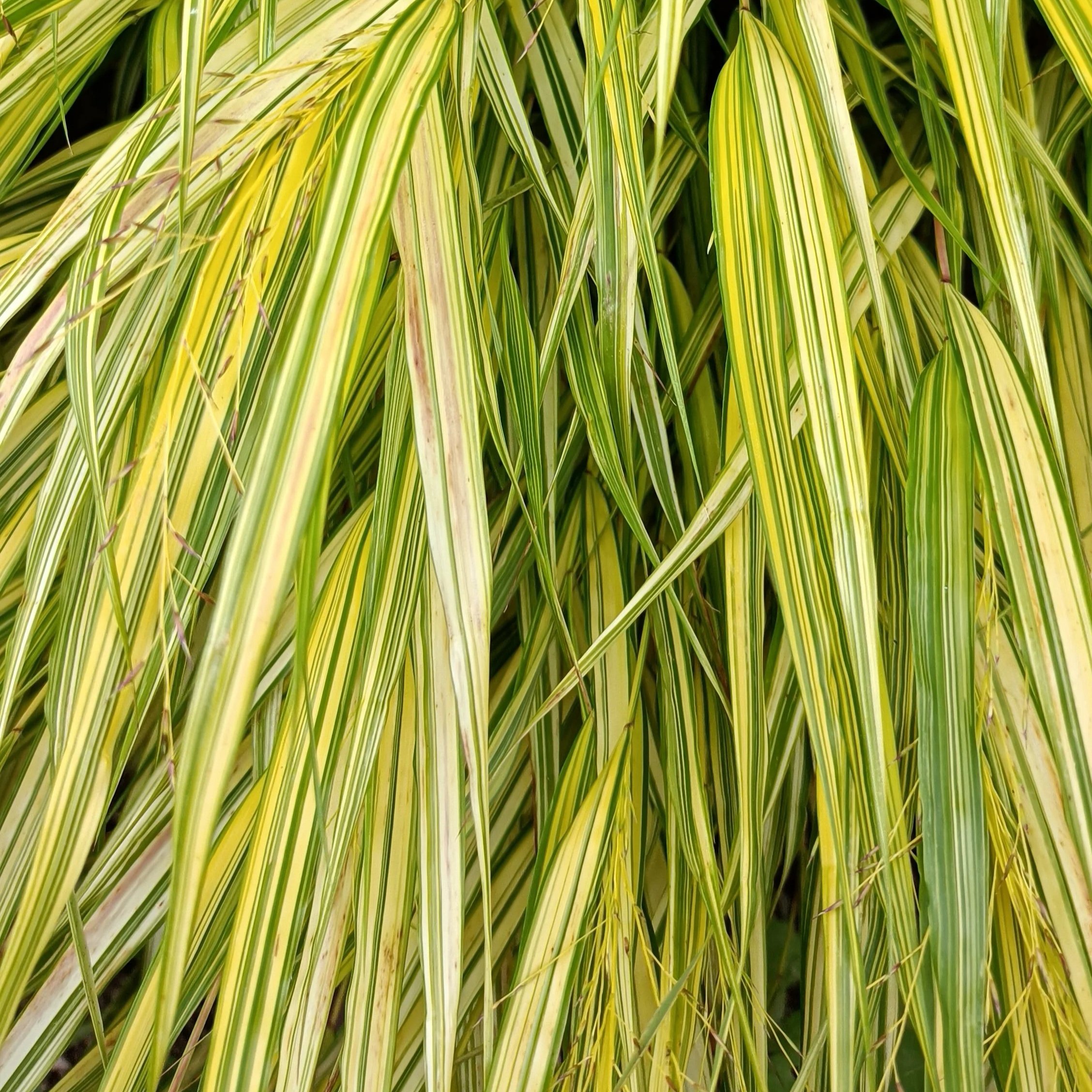 Hakonechloa macra Aureola - 2Ltr Pots