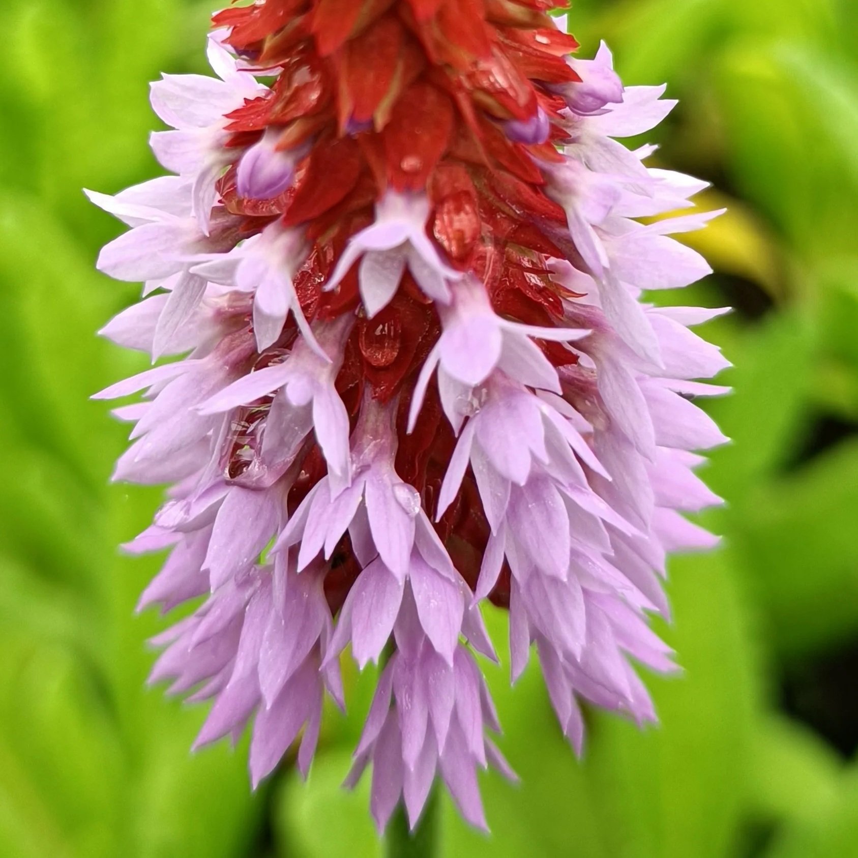 Primula 'Vialii' - 2Ltr Pots