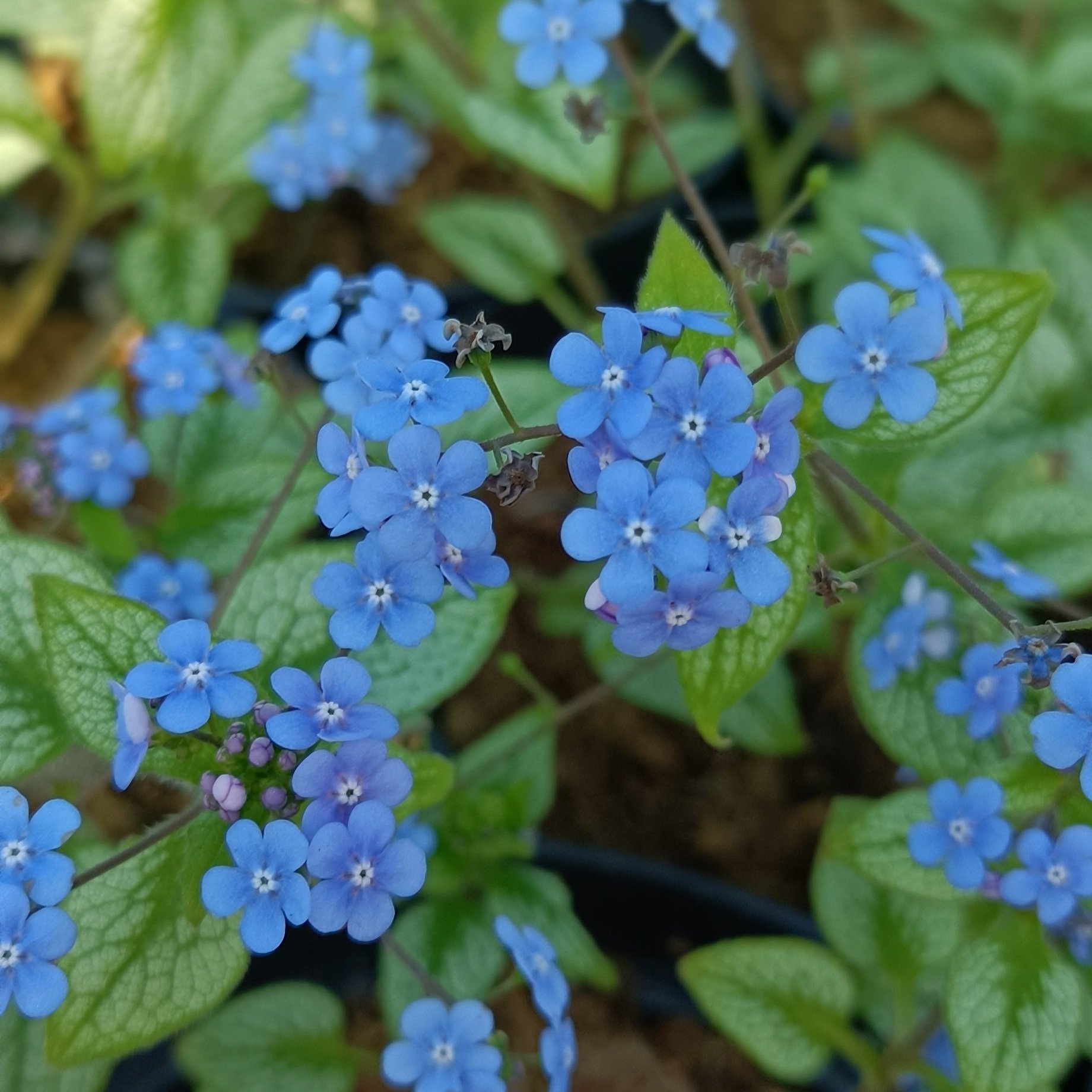 Brunnera macrophylla 'Silver Spear' - 2Ltr pots