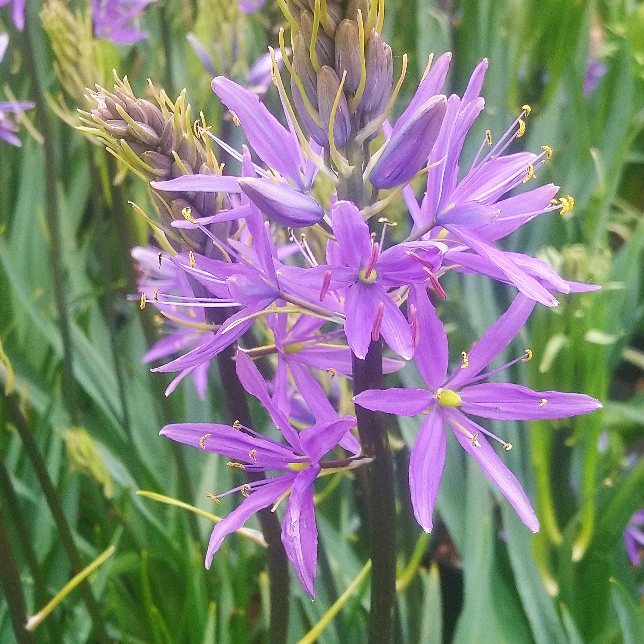 Camassia leichtlinii 'Caerulea'