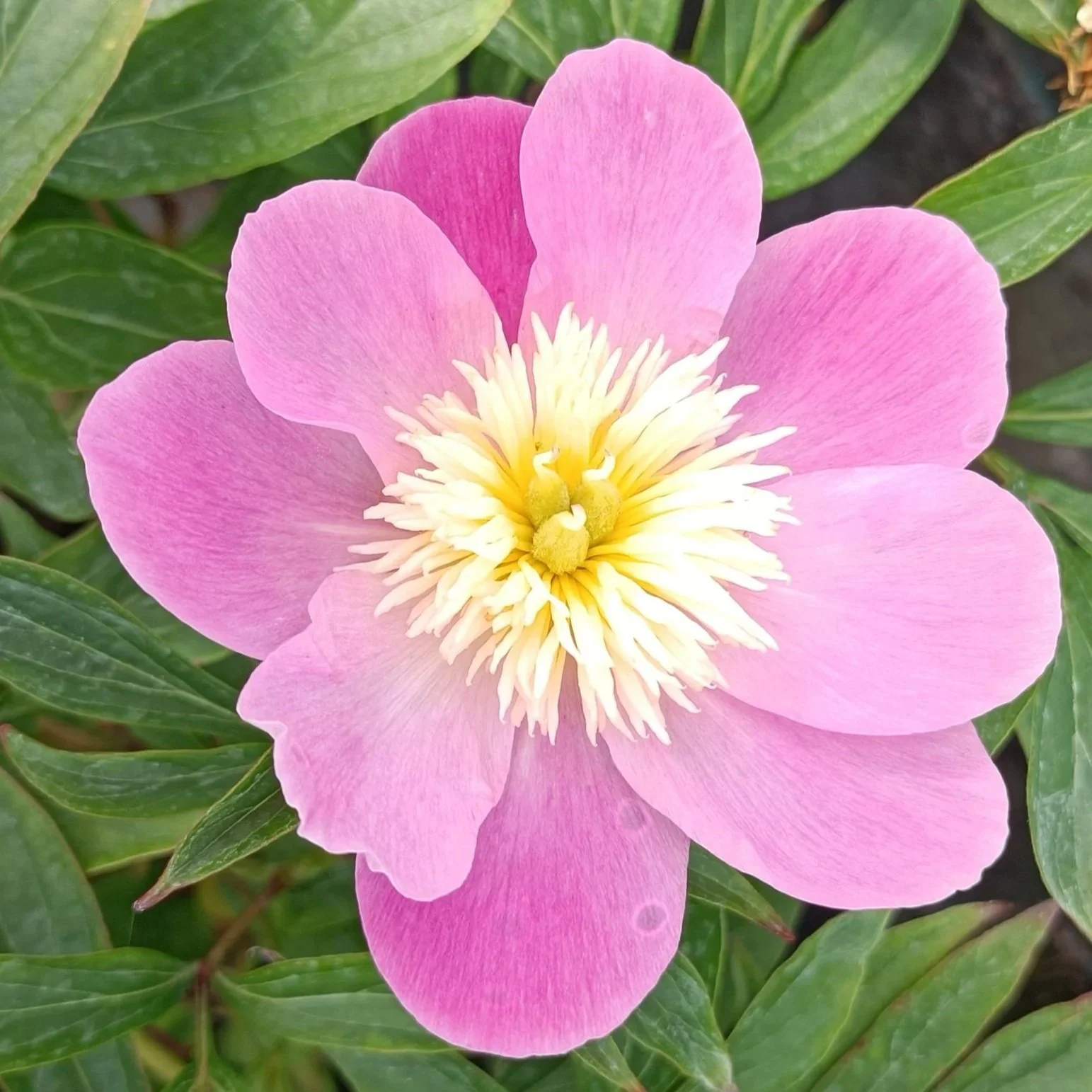 Paeonia 'Bowl of Beauty' - 3Ltr Pots