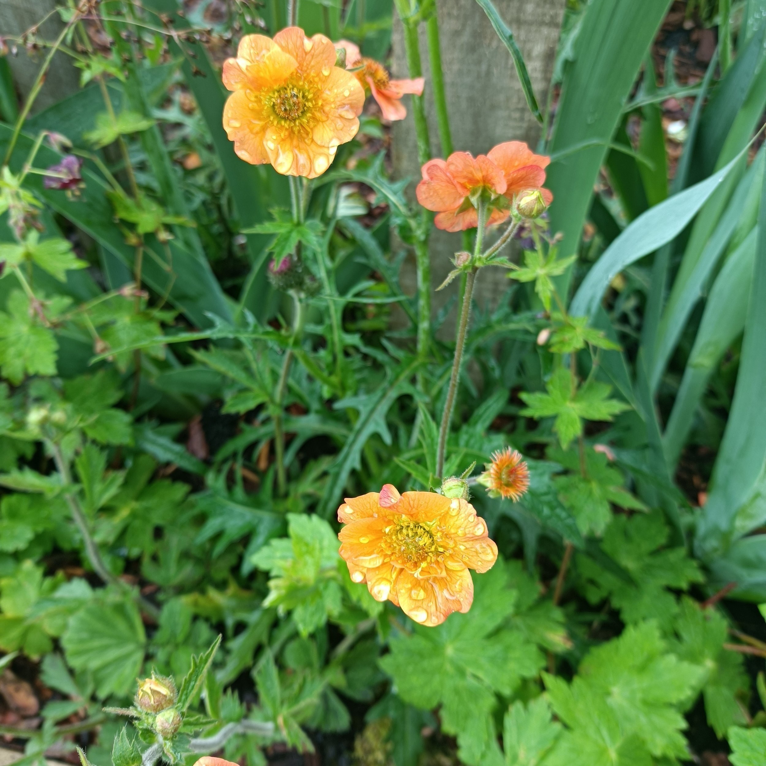 Geum 'Totally Tangerine' - 2Ltr Pots