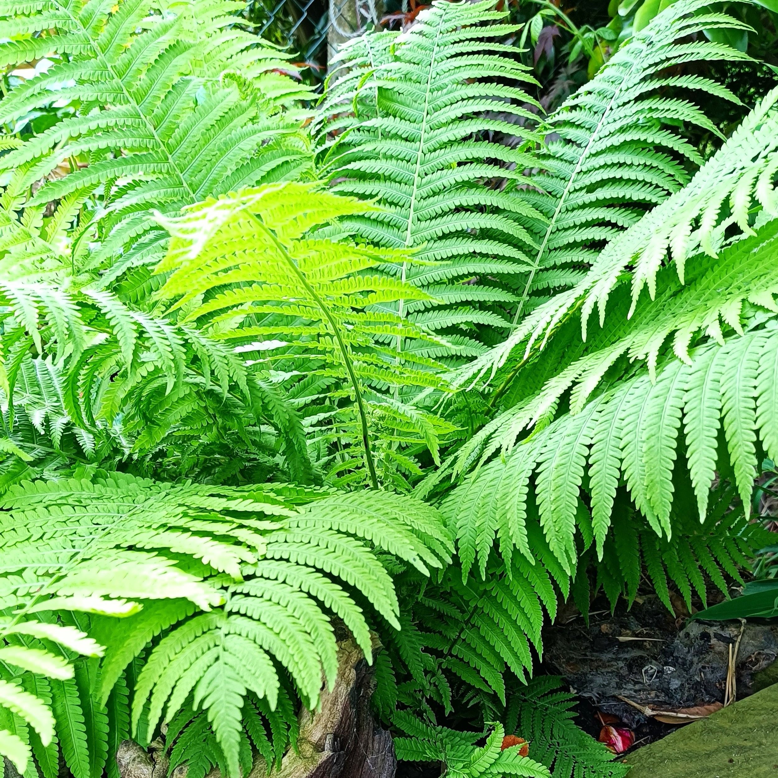 Matteuccia struthiopteris